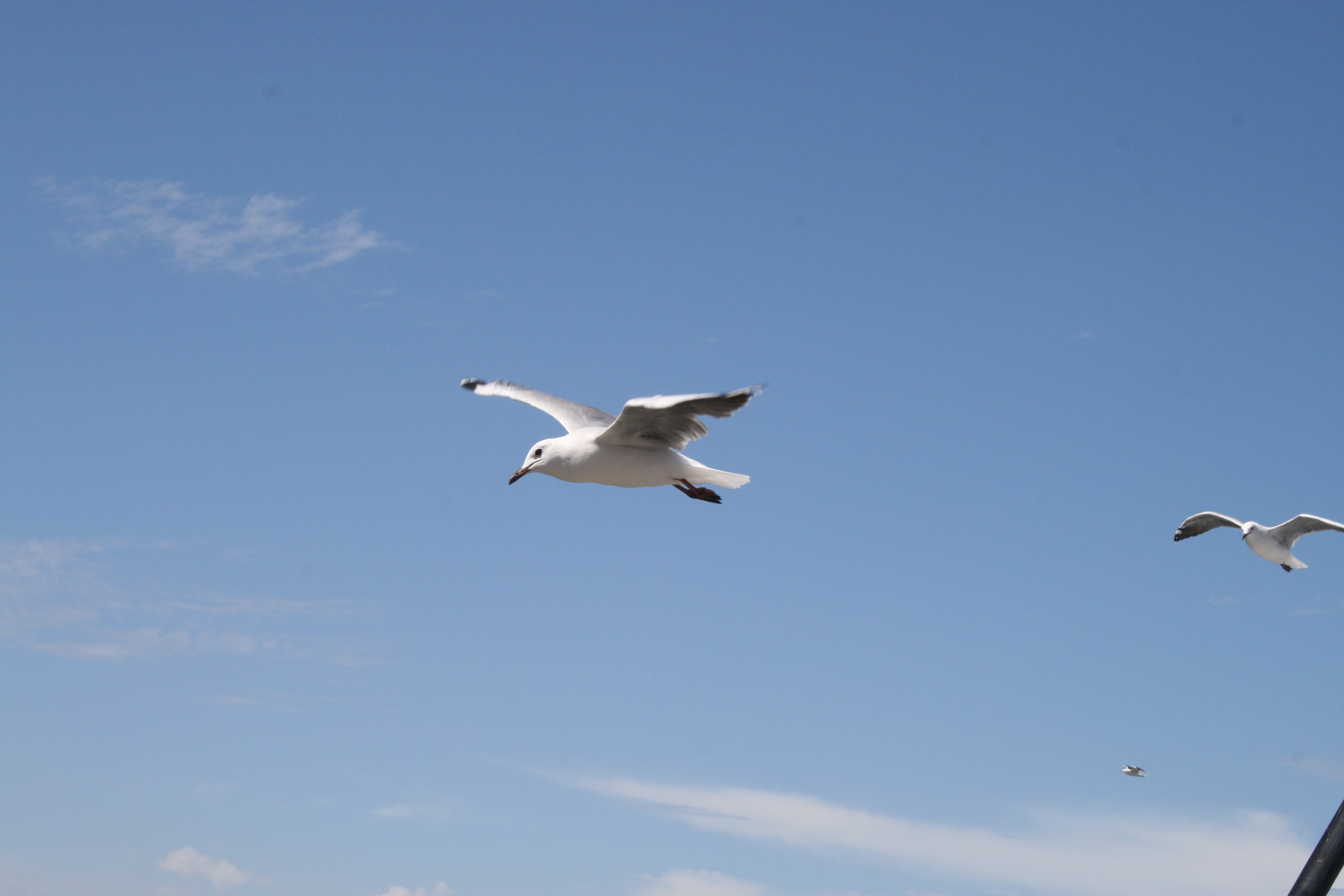 Seagulls, Bird, Blue, Fly, Hover, HQ Photo