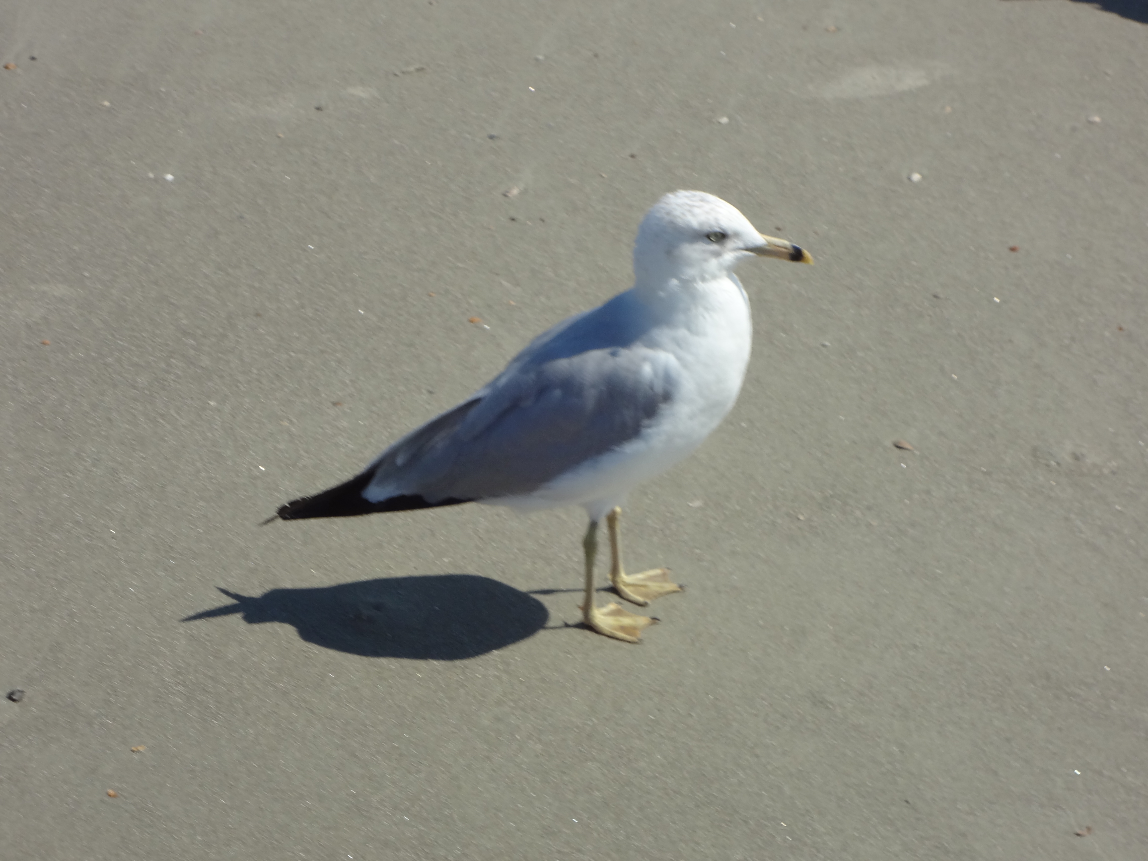 Seagulls...What not to do! - Oceanfront Cottage Rentals on Tybee ...