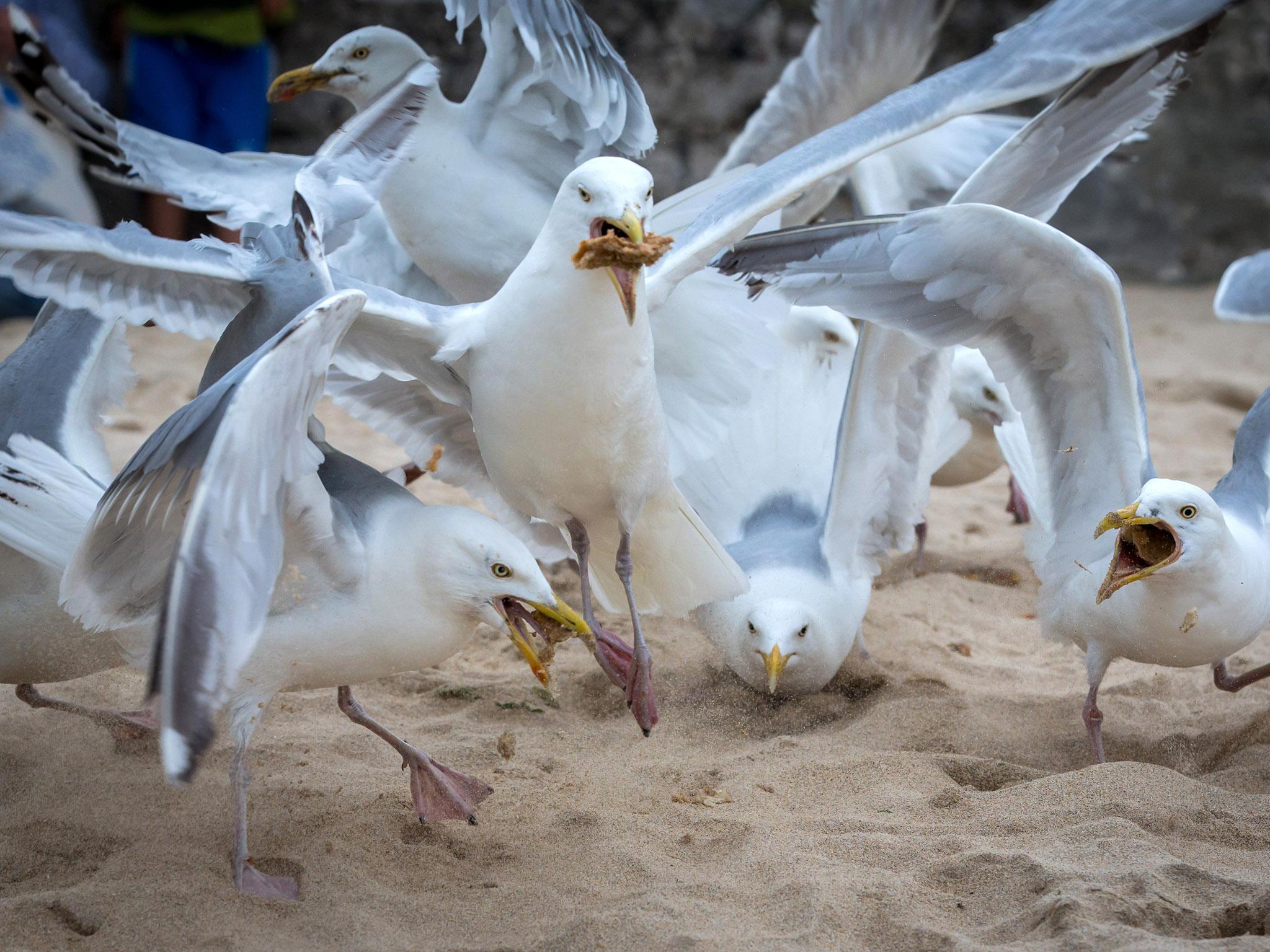 Ruffled feathers: angry Britons' battle with dive-bombing seagulls ...