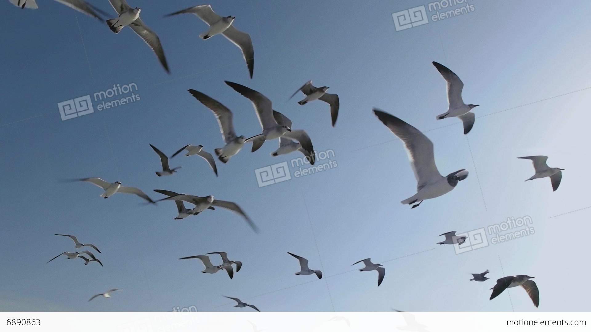 Seagulls And Birds Flying In Group On Blue Sky Super Slow Motion ...