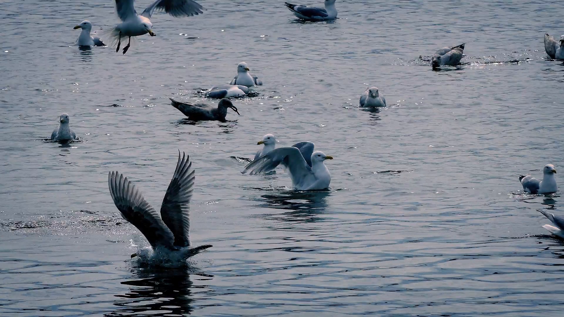 Seagulls Jostling For Food On The Water Stock Video Footage ...