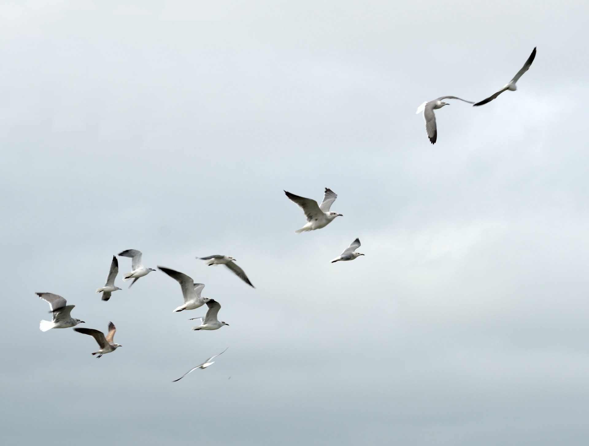 Seagulls Flying Free Stock Photo - Public Domain Pictures