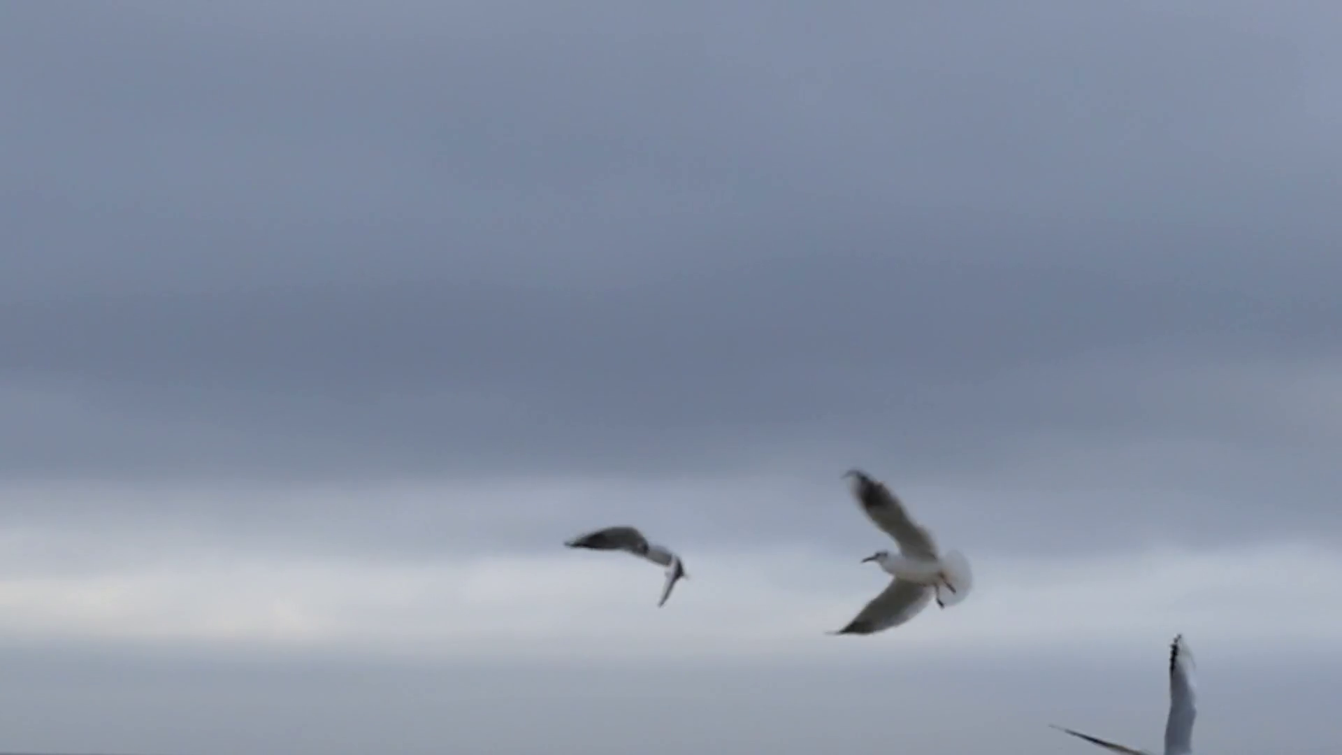 Seagulls flying photo