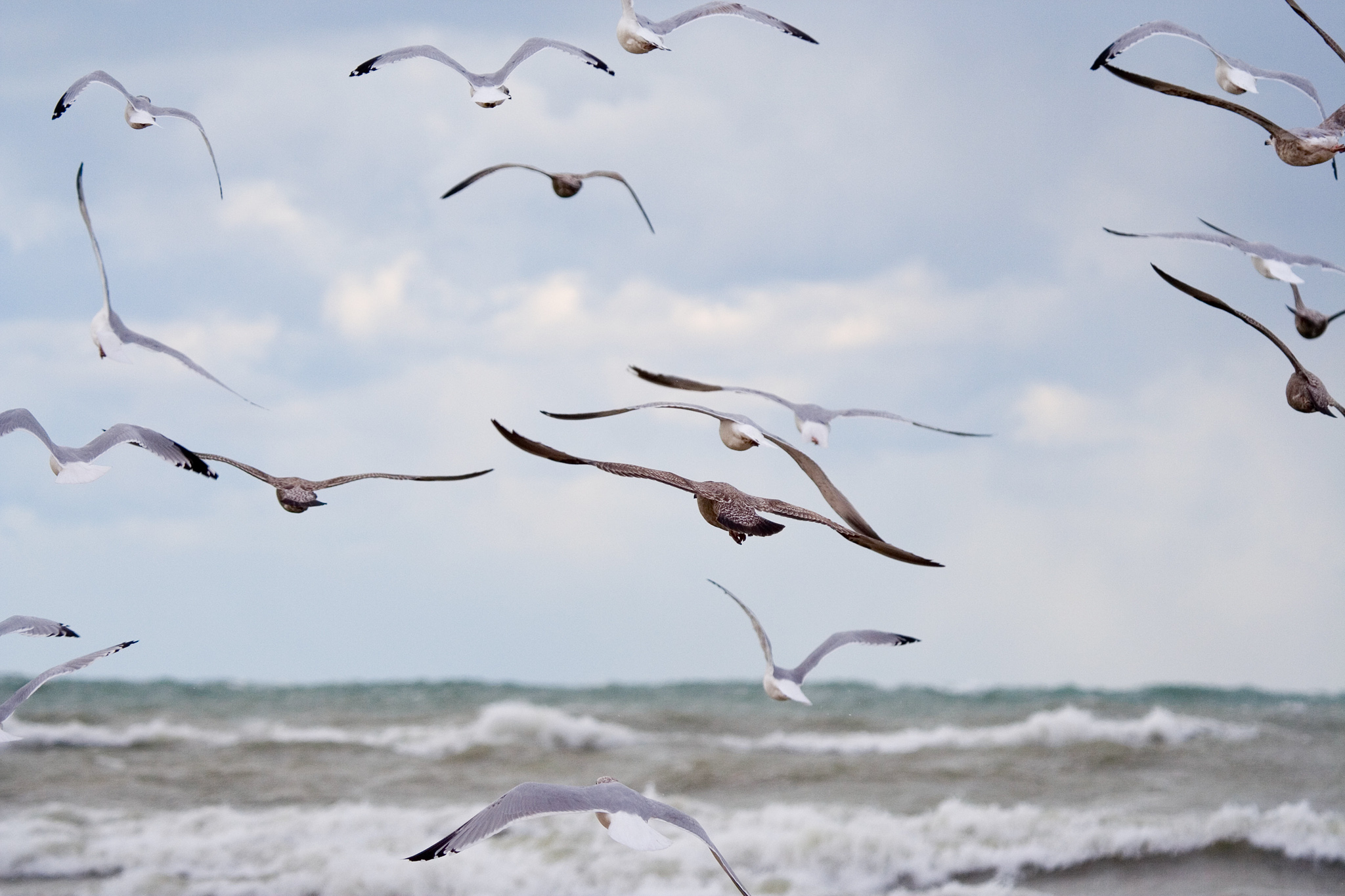 Gulls Be Gone: 10 Ways to Get Rid of Pesky Birds