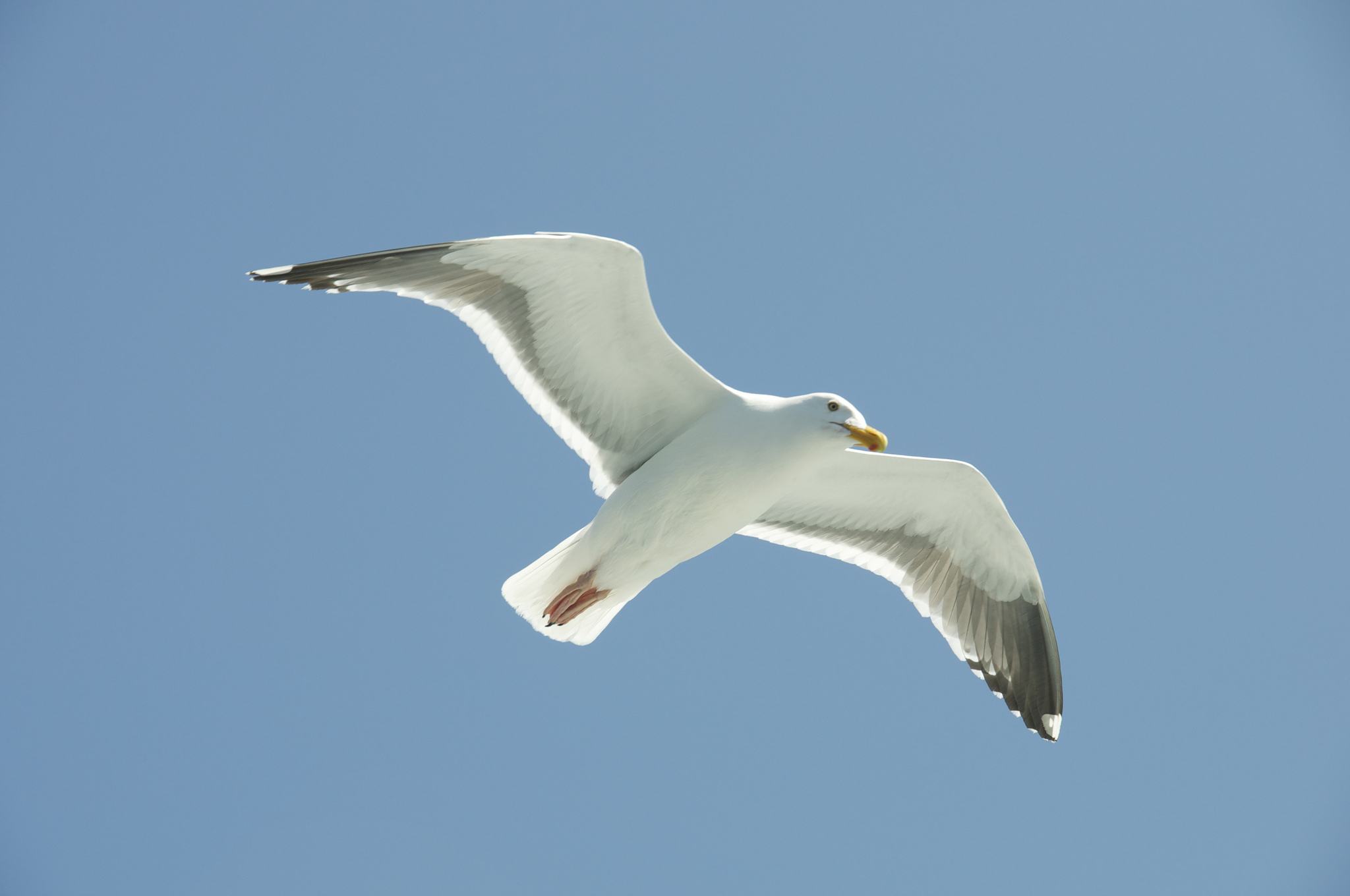 A Seagull Striking A Pose Teasing Photographer | Koji Kawano Imagery