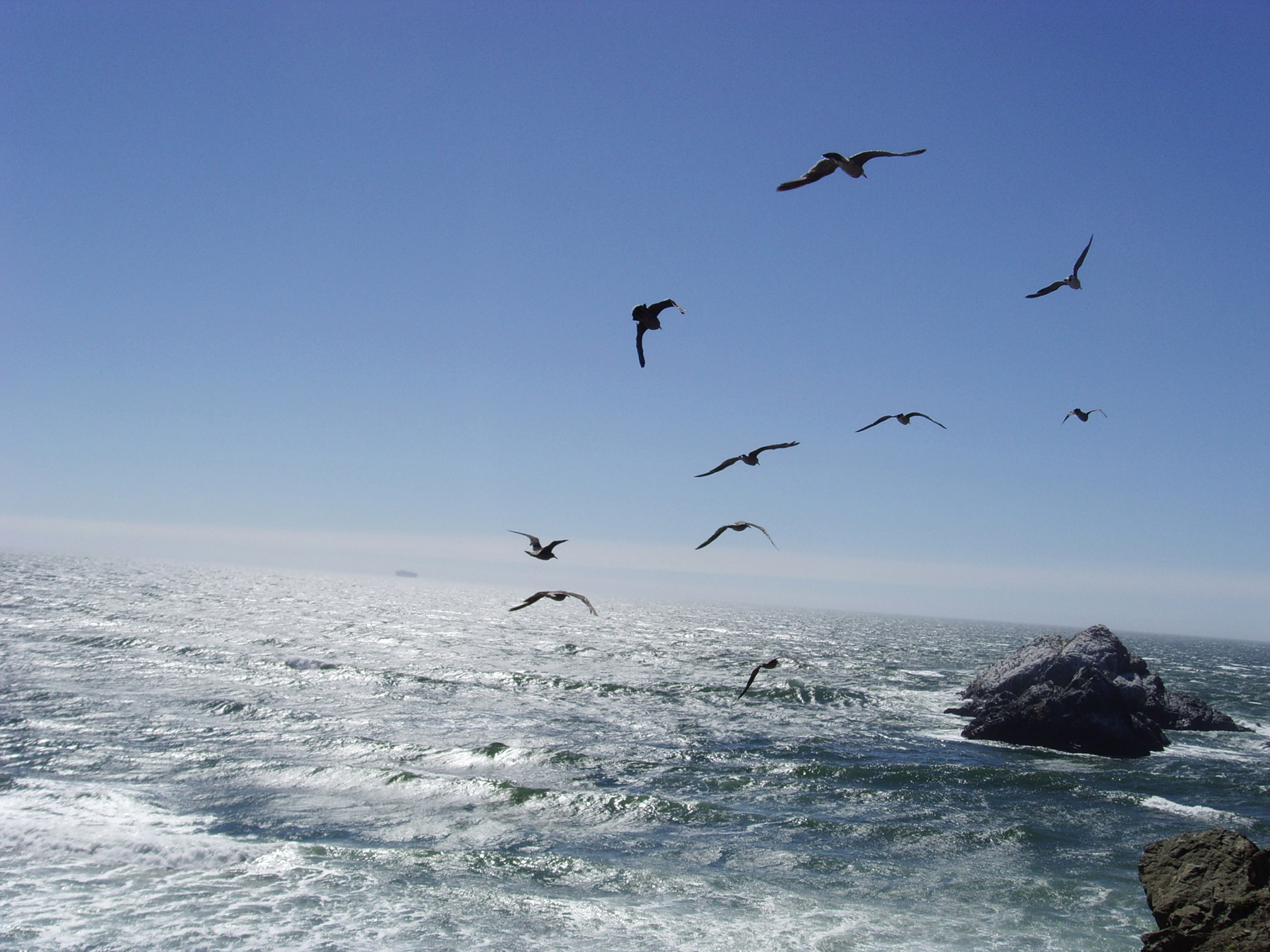 Seagulls Flying Over Ocean Free Stock Photo - Public Domain Pictures