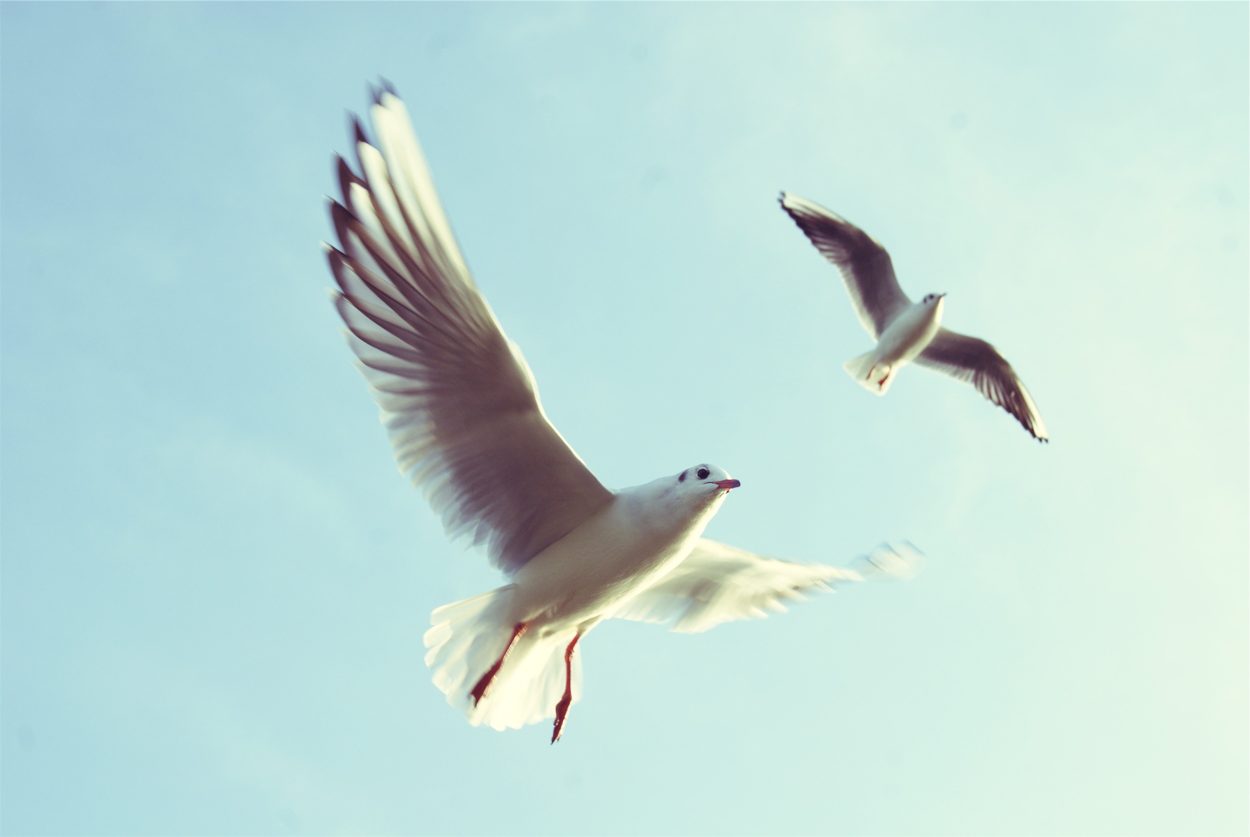 Two seagulls flying in the air image - Free stock photo - Public ...