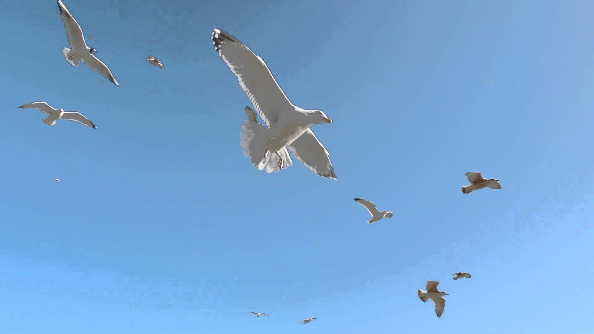Seagulls In Flight. 1080HD - YouTube