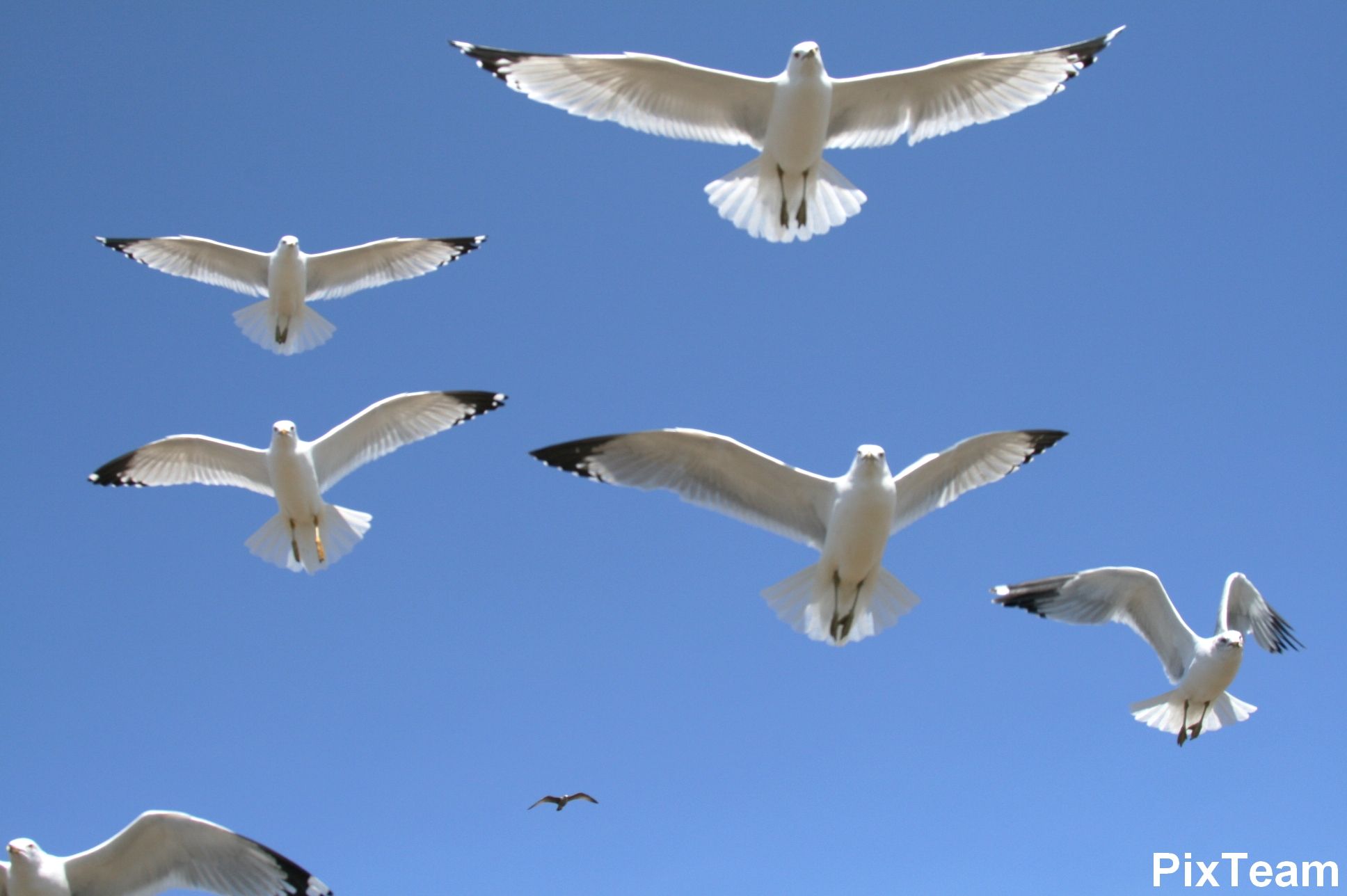 seagulls flying - Google Search | Seagulls | Pinterest