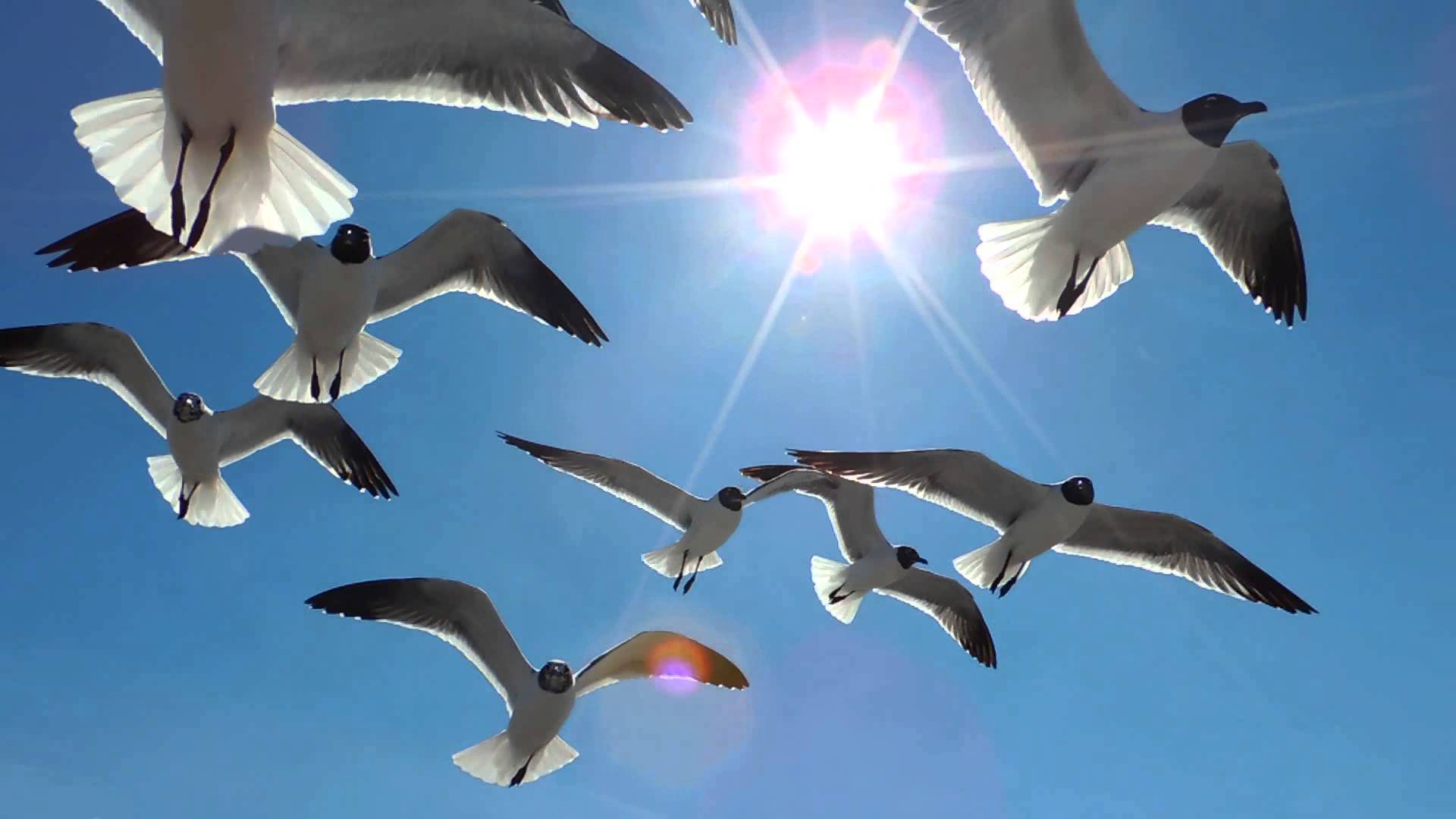 seagulls flying - YouTube