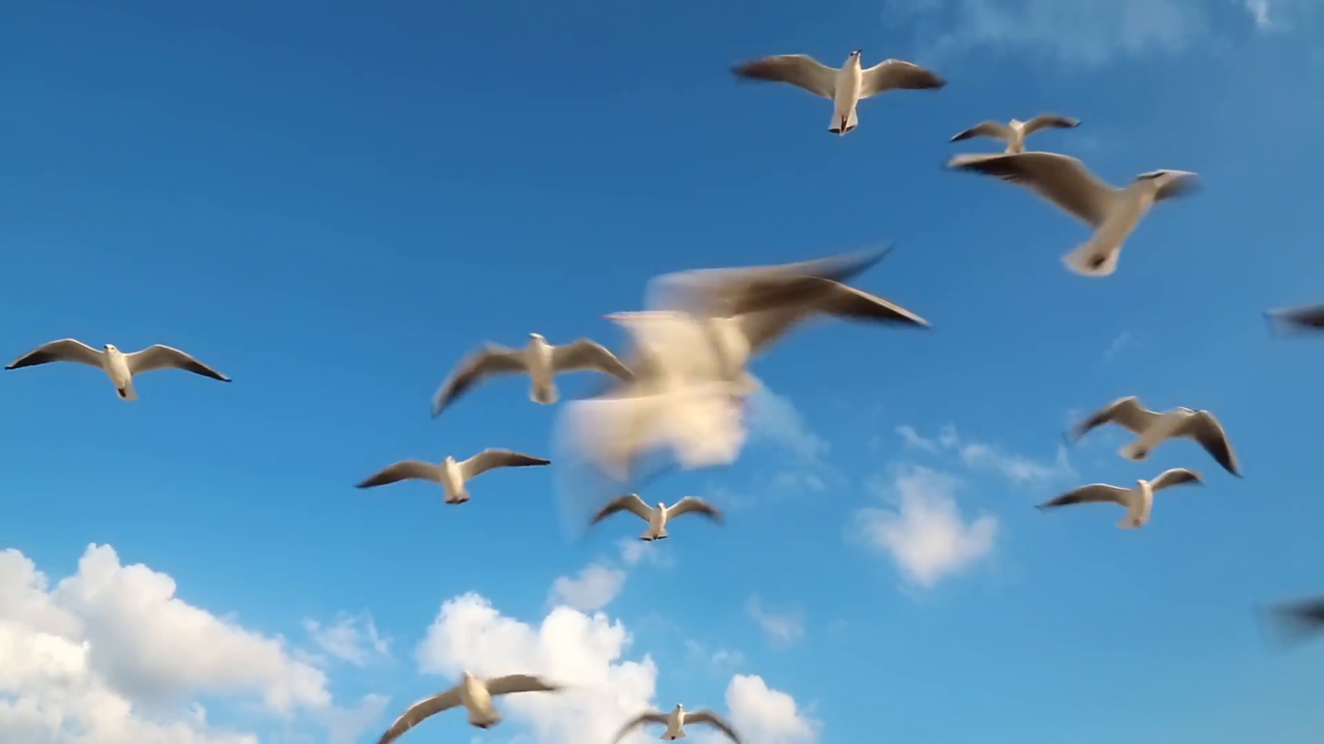 Birds fly in the clouds. Seagulls fly on the beach in Dubai ...
