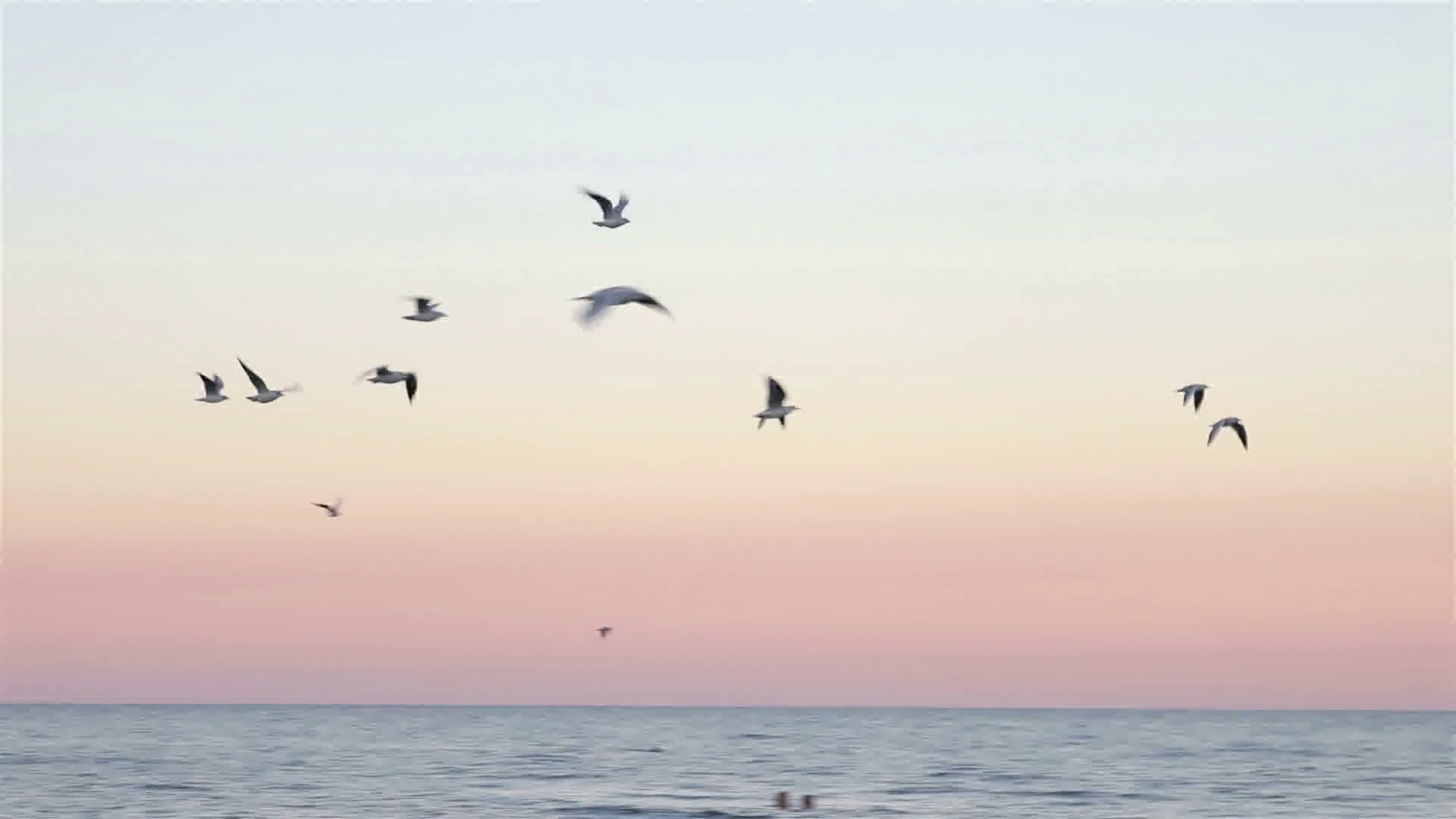 Flock of seagulls flying over the sea at sunset in slow motion Stock ...