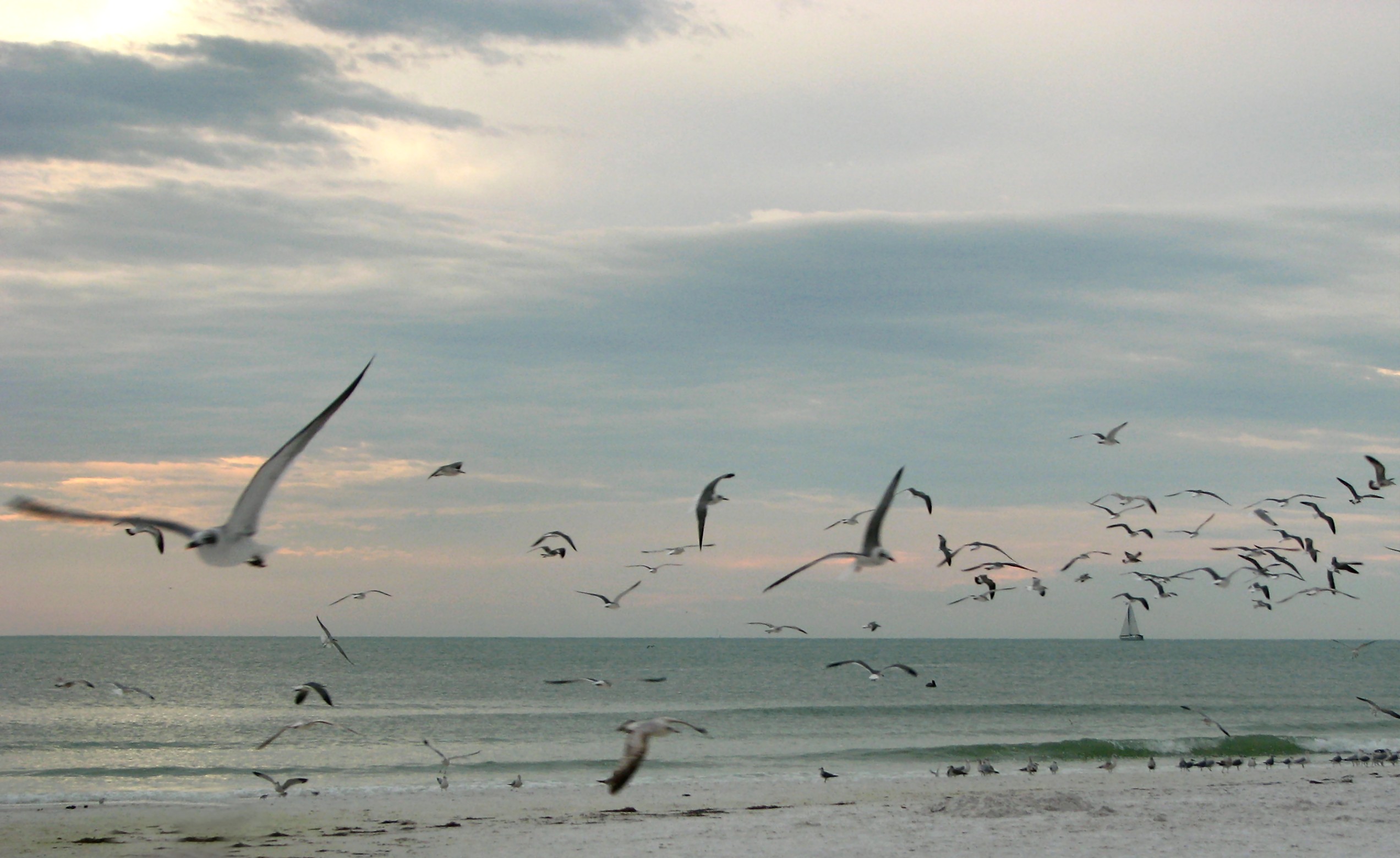 Seagulls flying over the beach at sunset photo