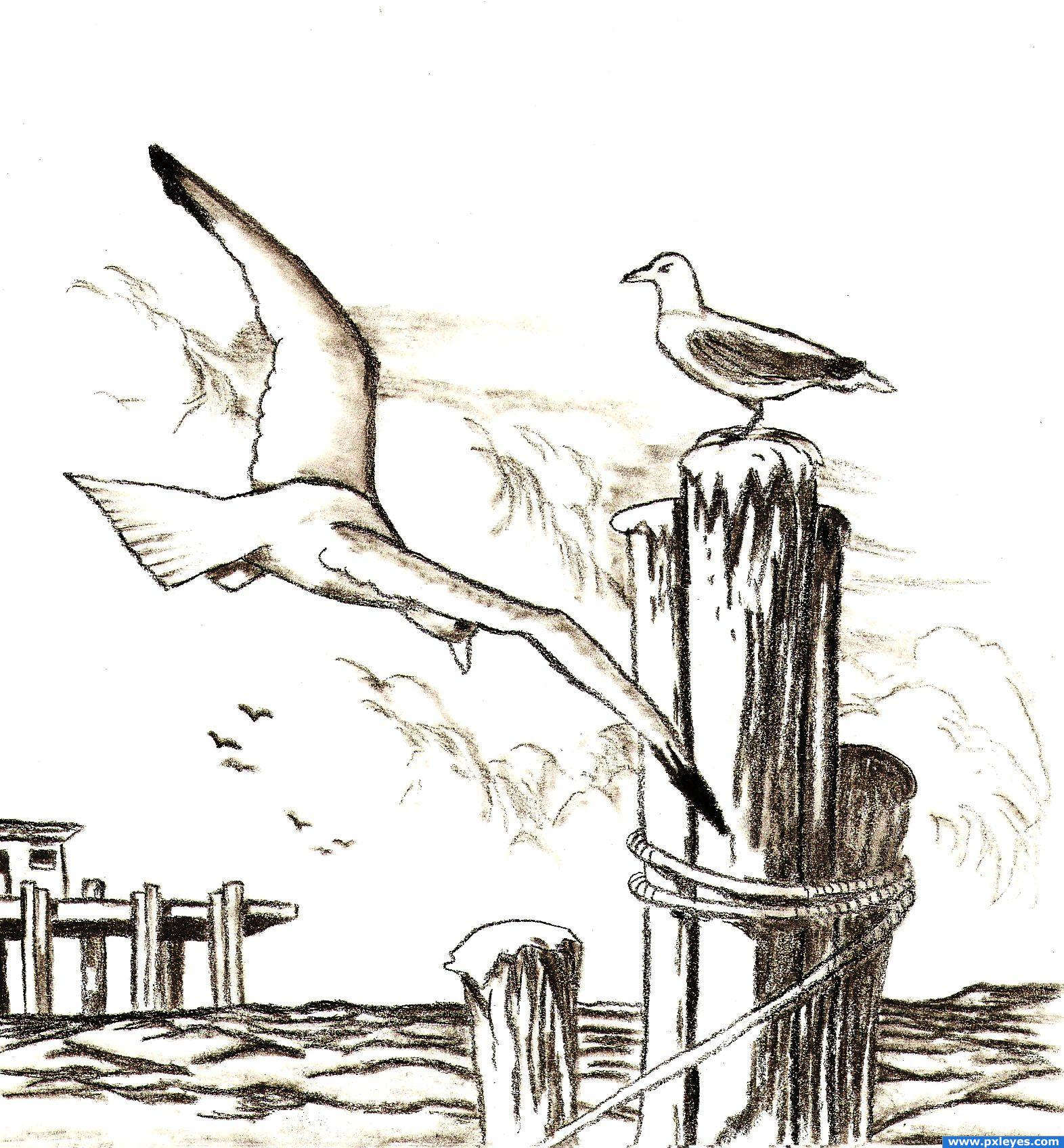 Drawings Of Seagulls Seagulls Picture,tapiona For: Birds Drawing ...
