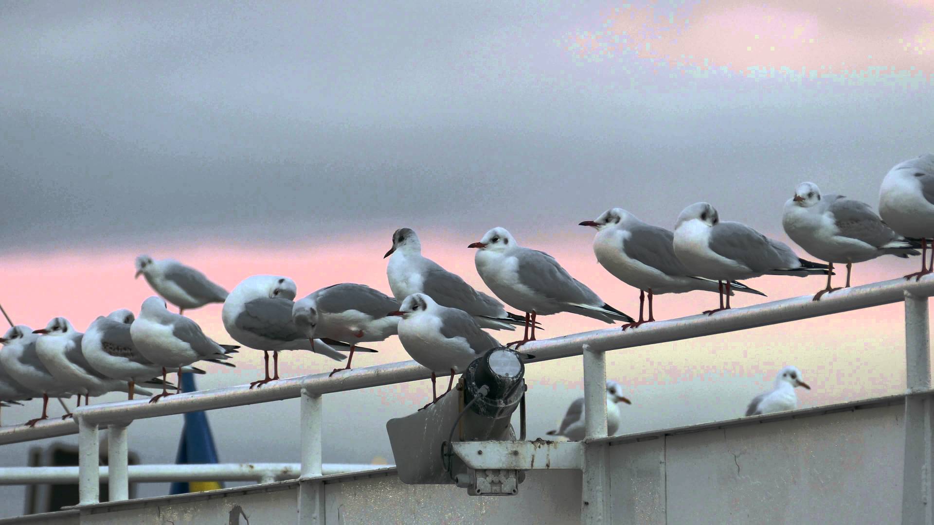 4K] Stockholm Seagulls sitting in line - YouTube