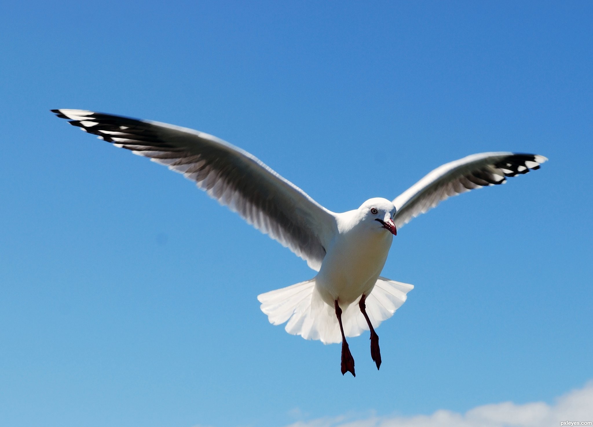 seagull in flight picture, by nita1983 for: flight 2 photography ...