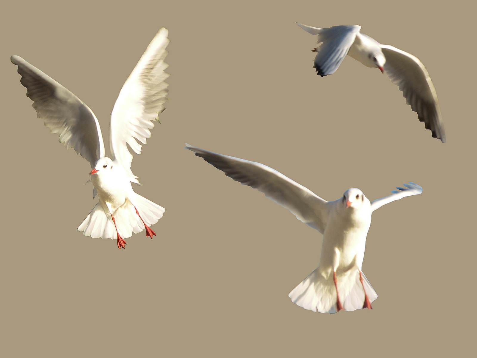 seagull landing - flock gulls