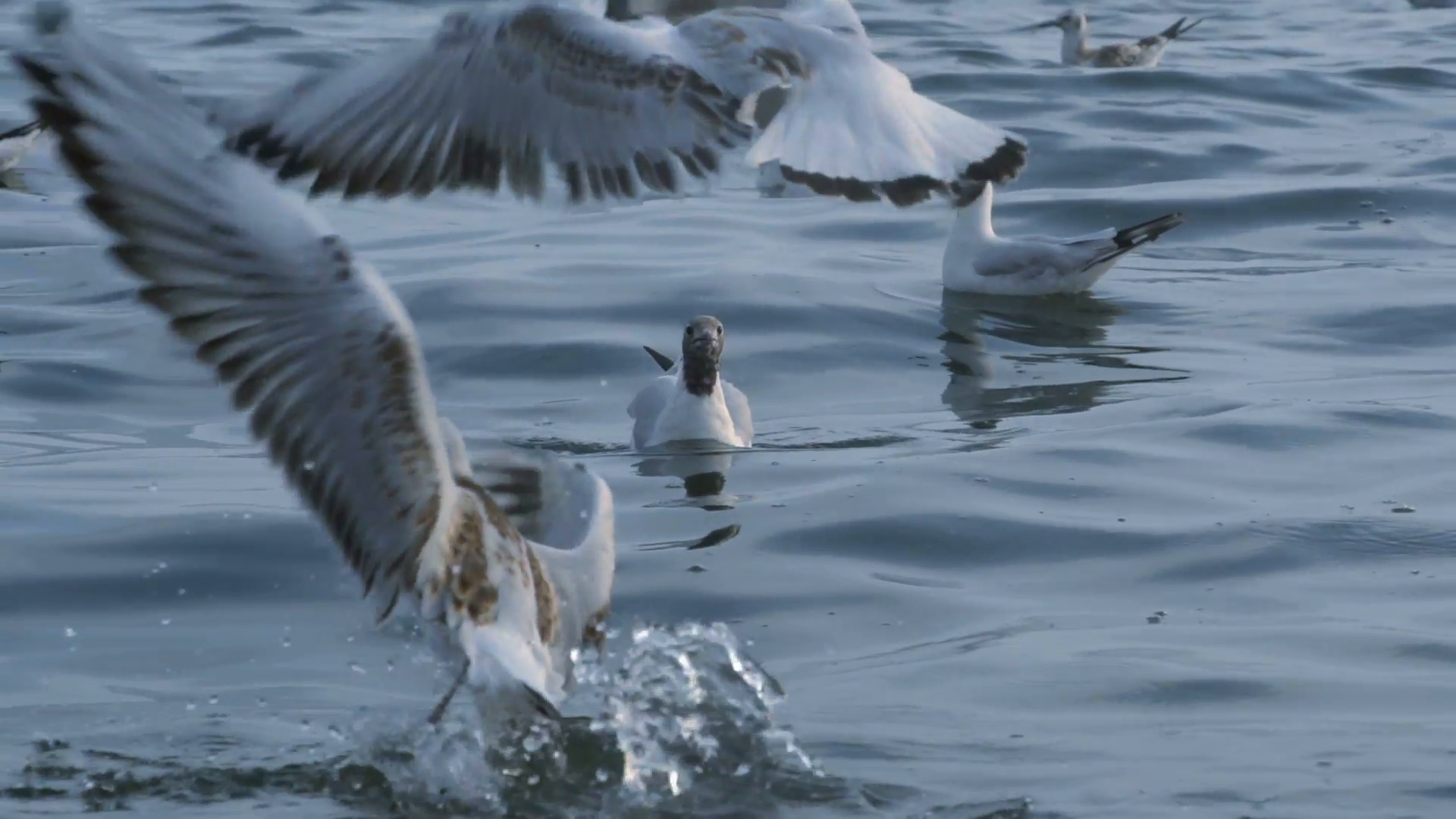 Seagulls landing and taking off from the sea Stock Video Footage ...