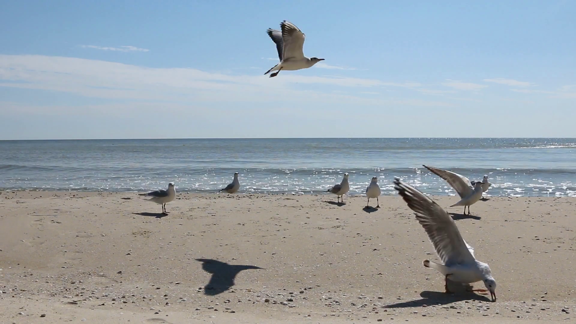 Seagulls on beach photo