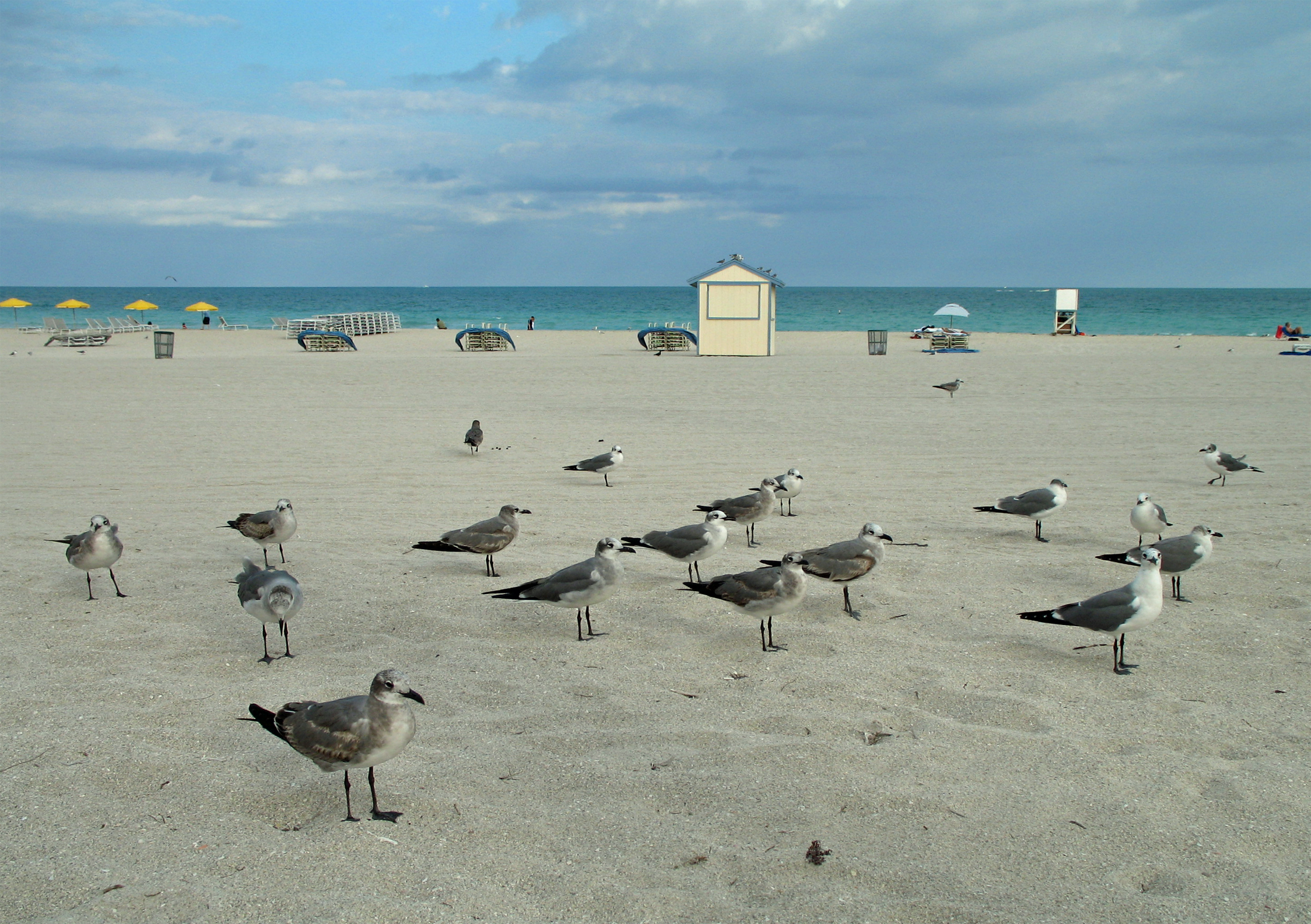 File:Seagulls Miami Beach R01.jpg - Wikimedia Commons