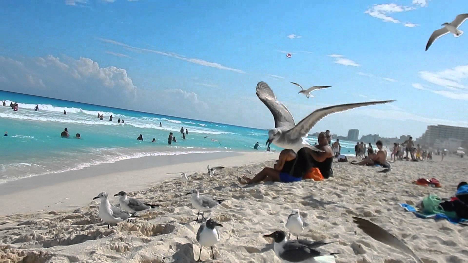 Cancun, Mexico - Seagulls at the Beach - YouTube