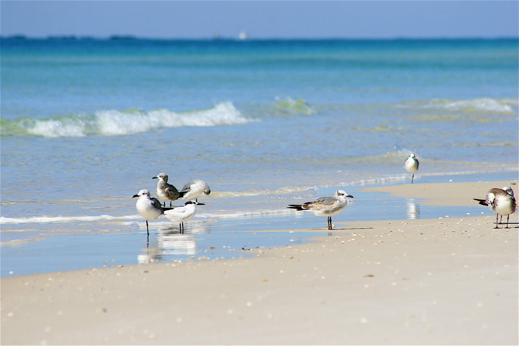 sea gulls | Sand between Your Toes