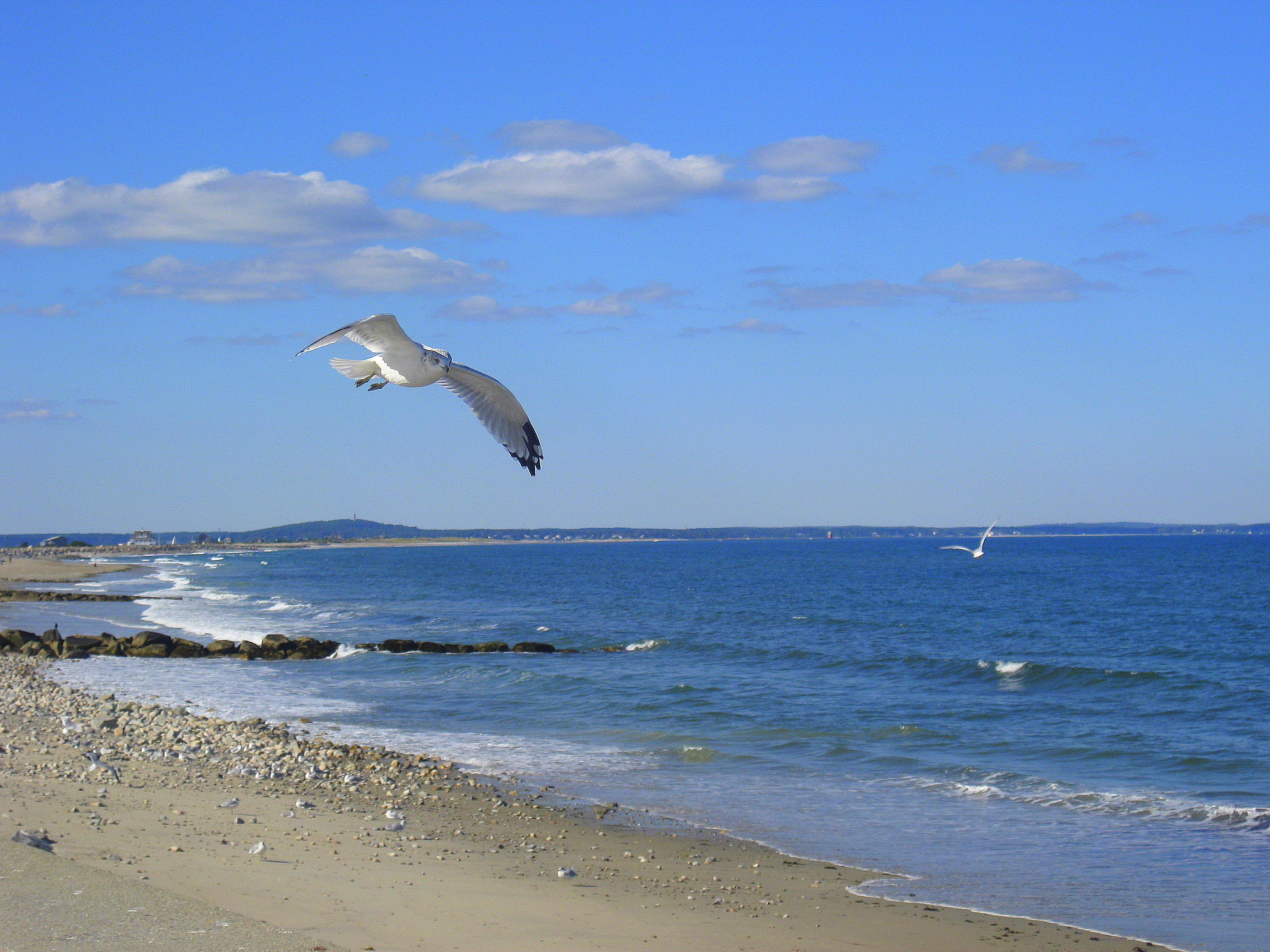 Seagulls At The Beach | Reana Rose Photography