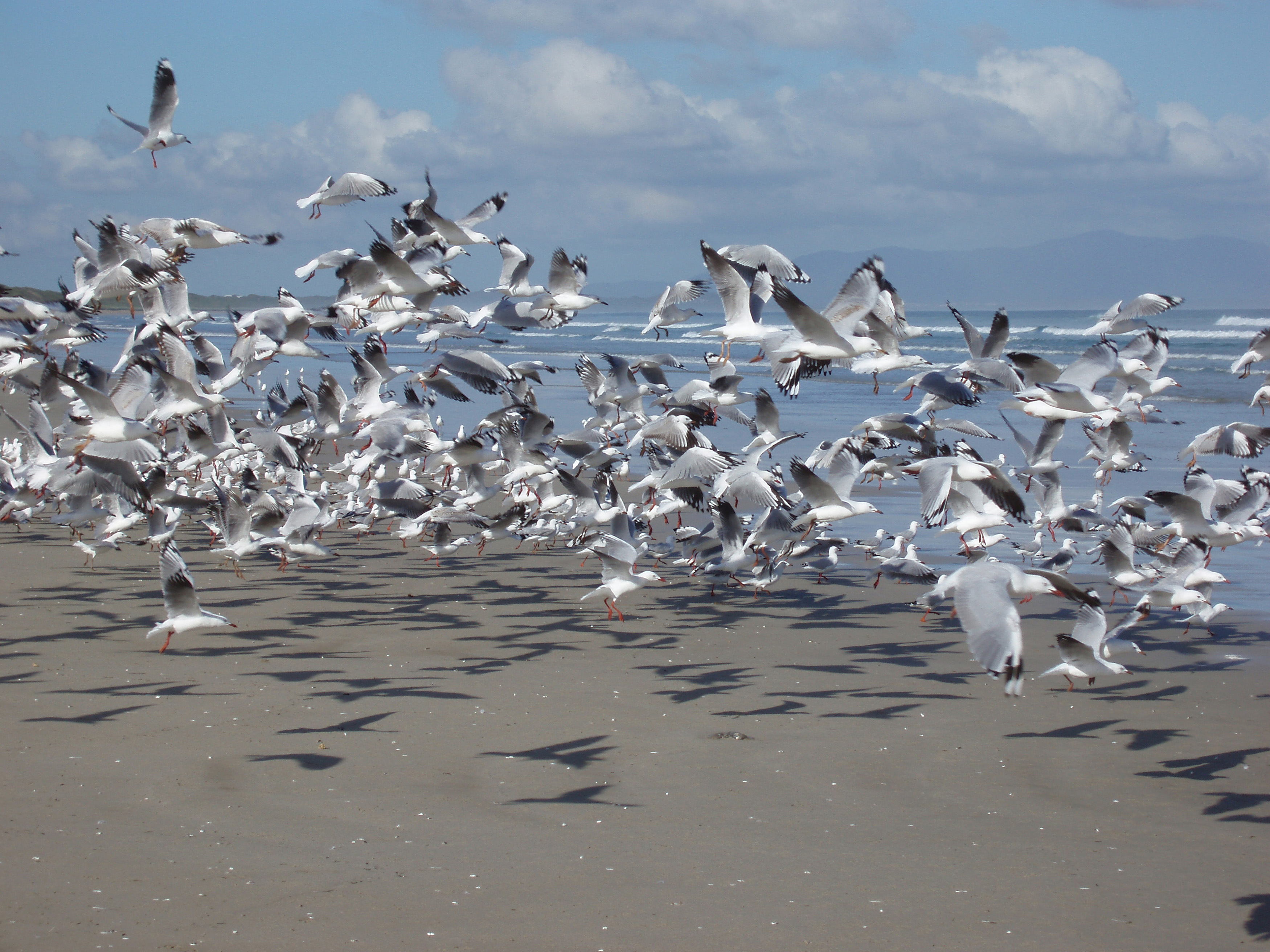 Free Stock image of Flock of black headed seagulls flying on a beach ...