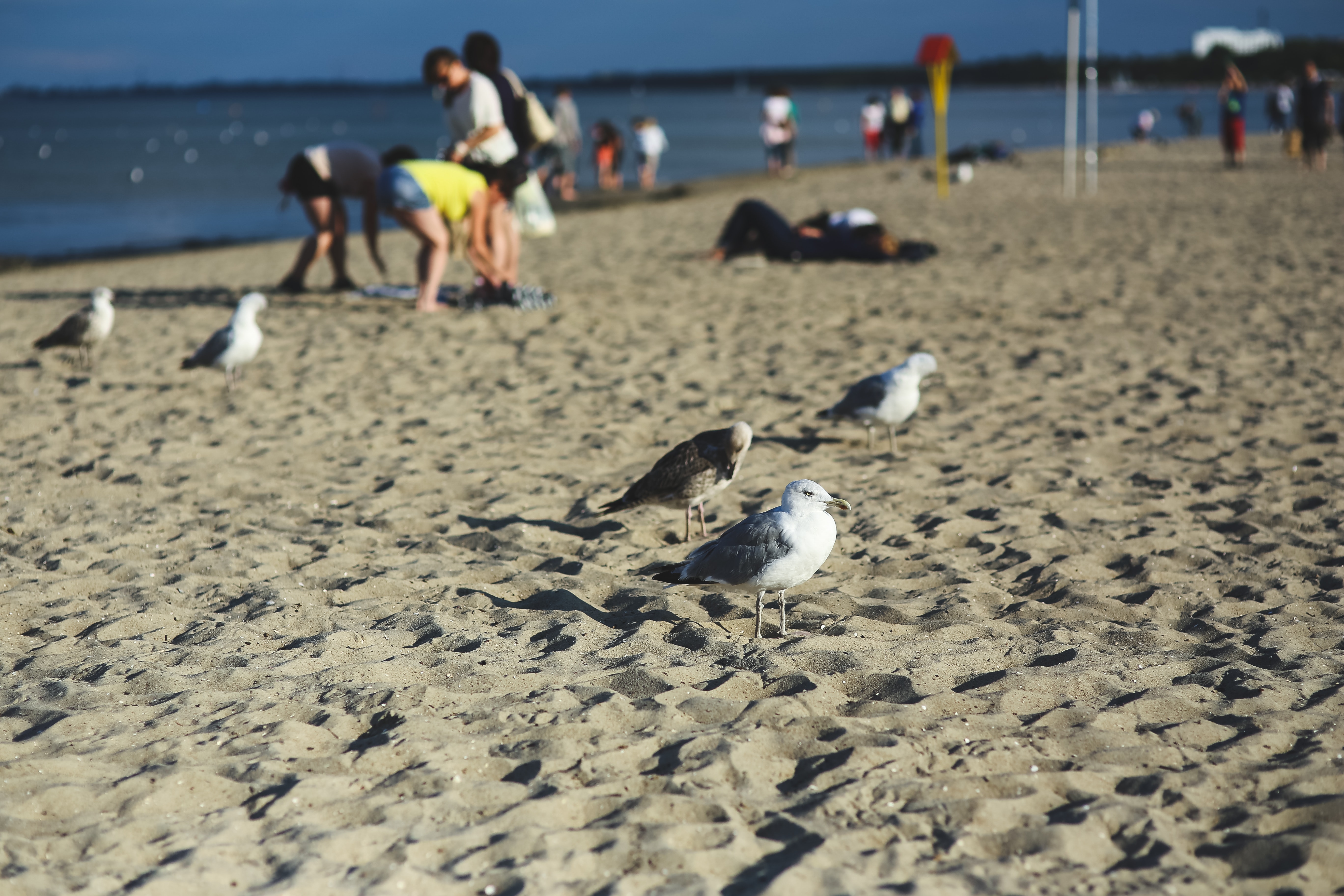 Seagulls on the beach photo