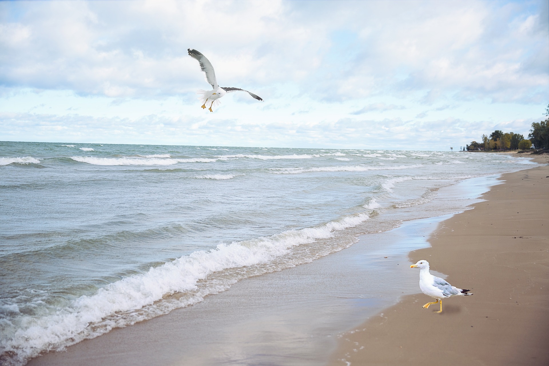 Seagulls on the beach photo