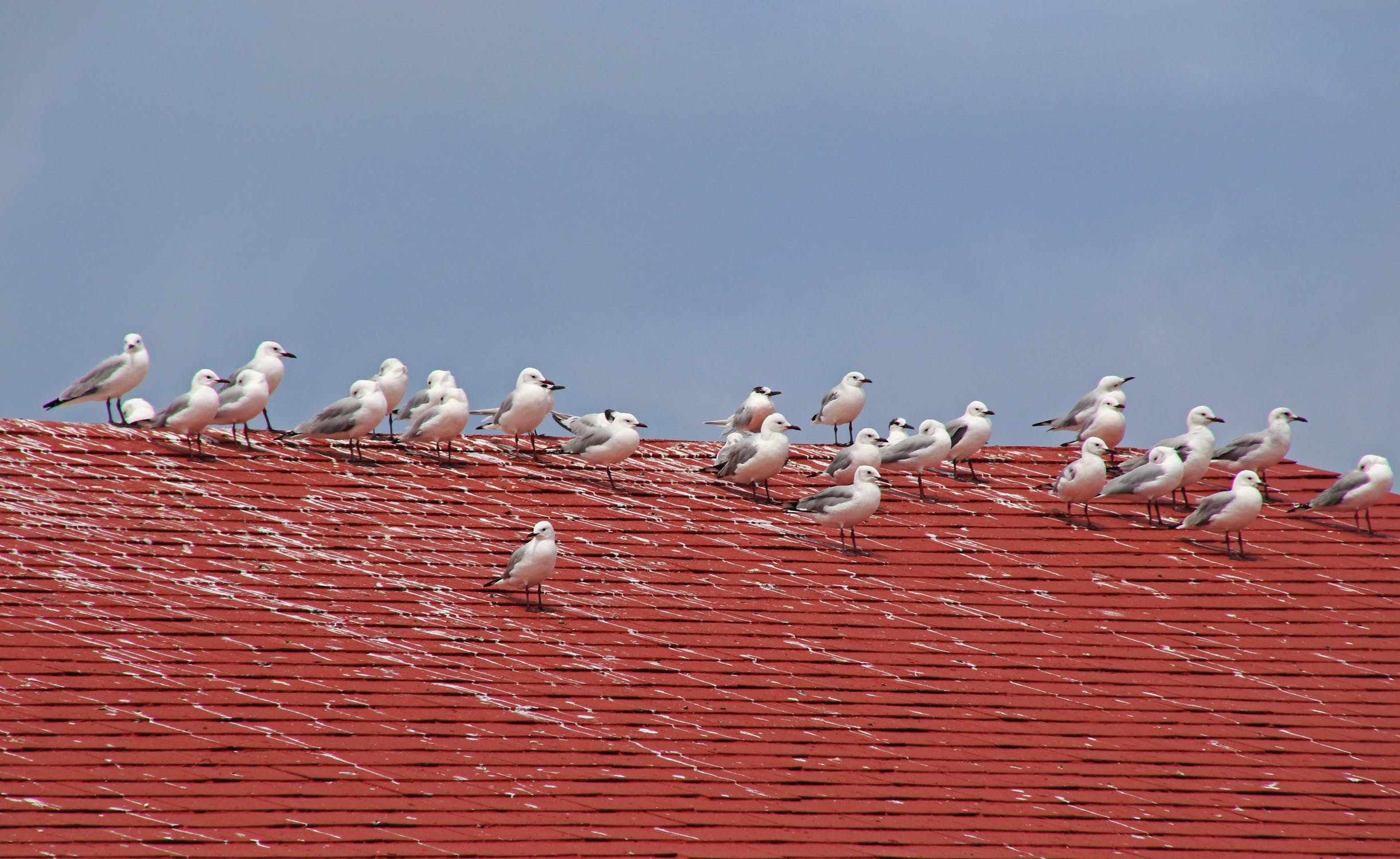 Seagulls on the red roof photo