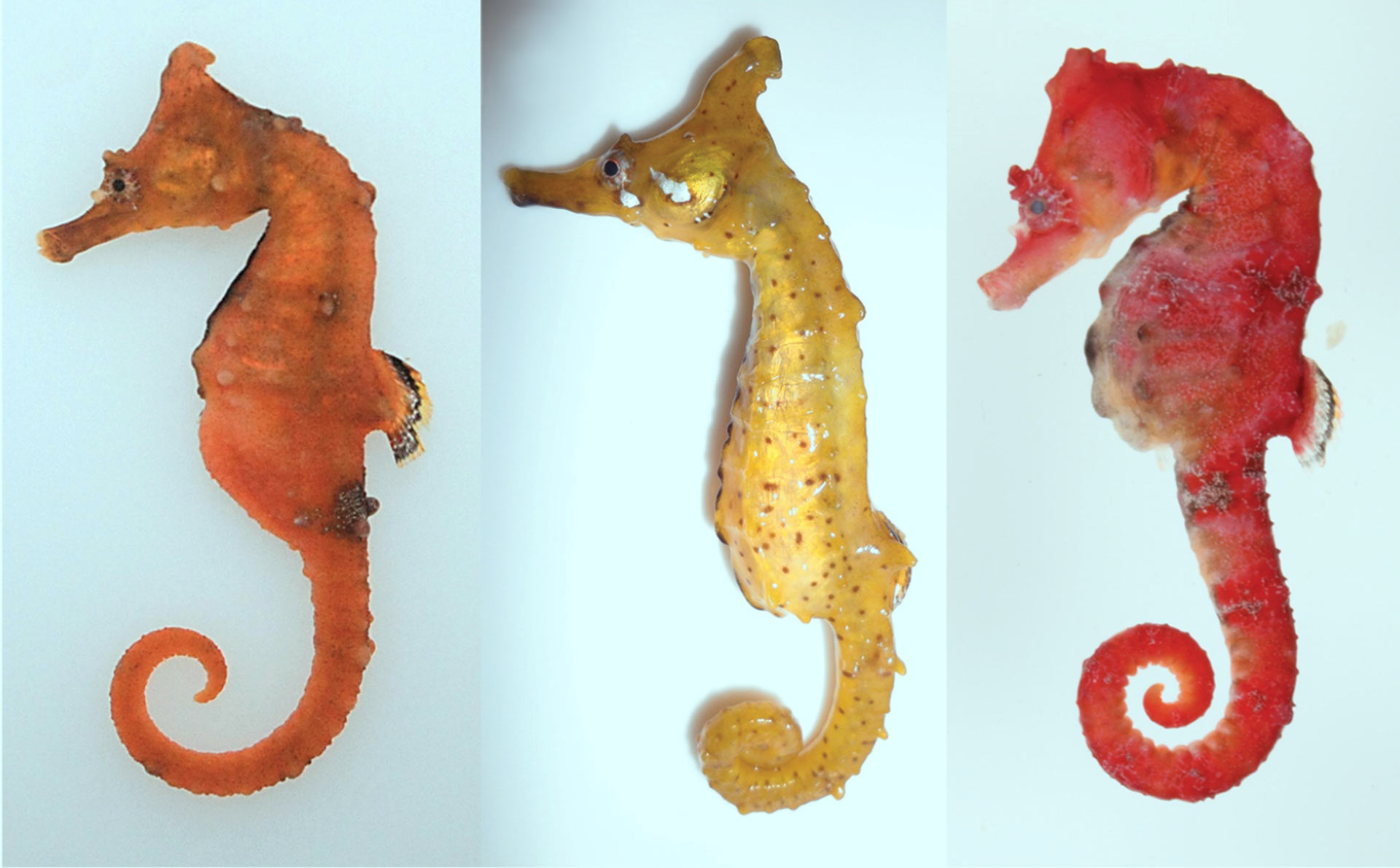 Marine Biologists Discover New Species of Seahorse: Hippocampus ...
