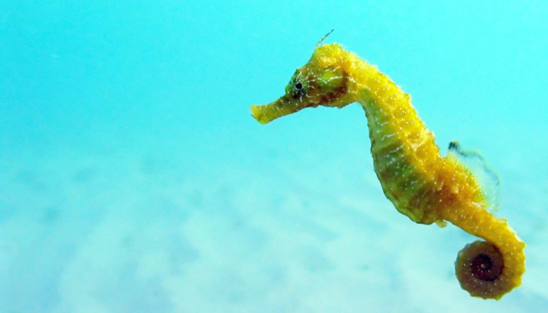17 Strange Seahorse Facts You May Not Have Known -