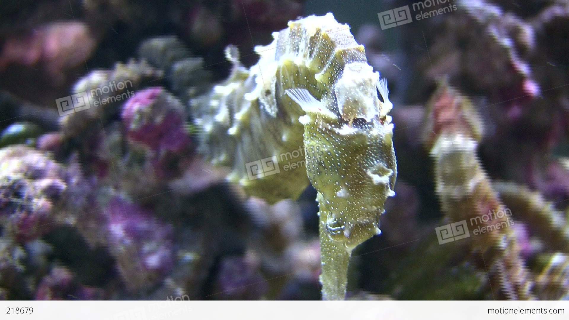 Close-up Of A Caribbean Seahorses Relaxing In The Water Stock video ...