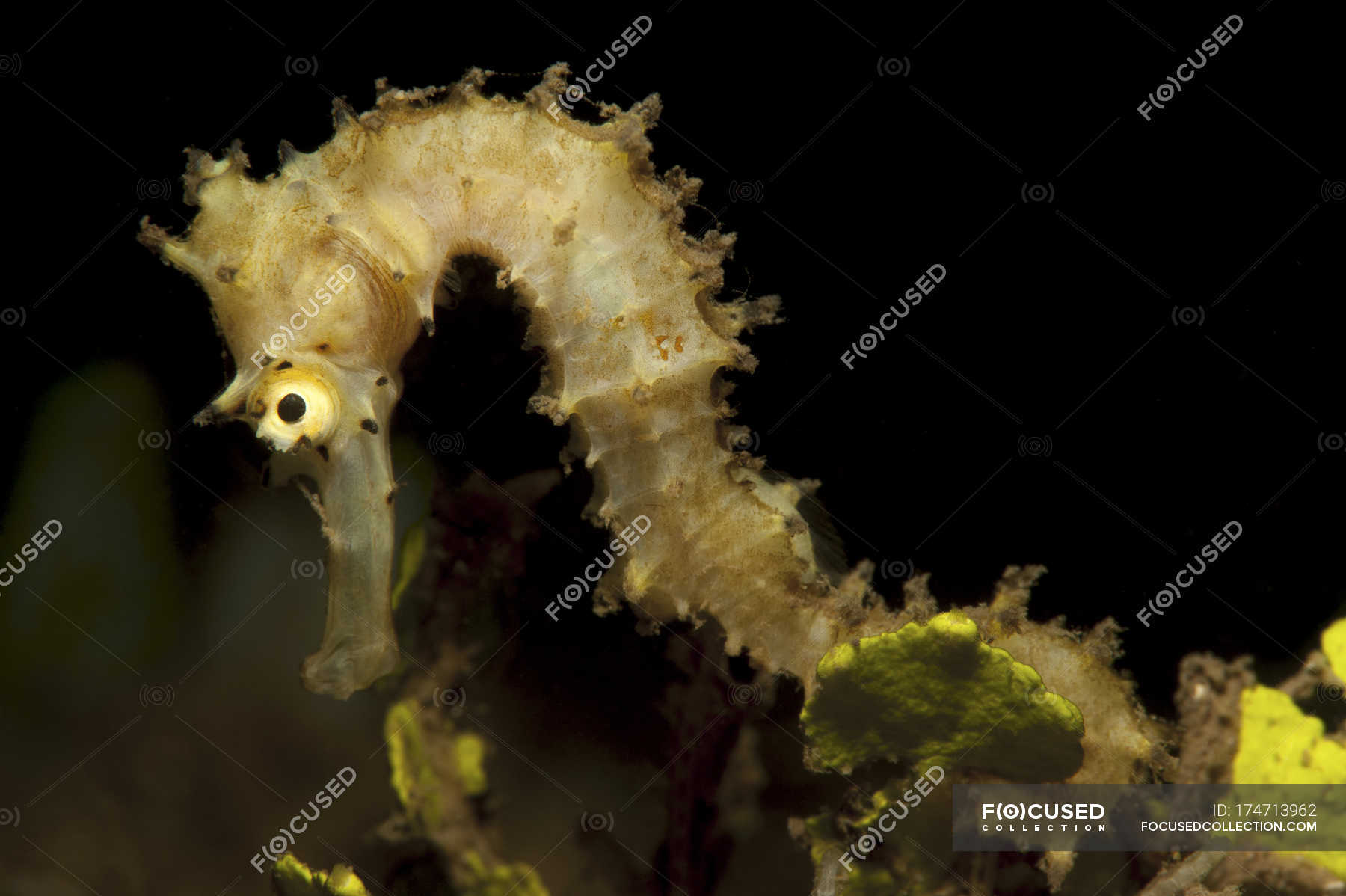 Thorny seahorse closeup shot — Stock Photo | #174713962