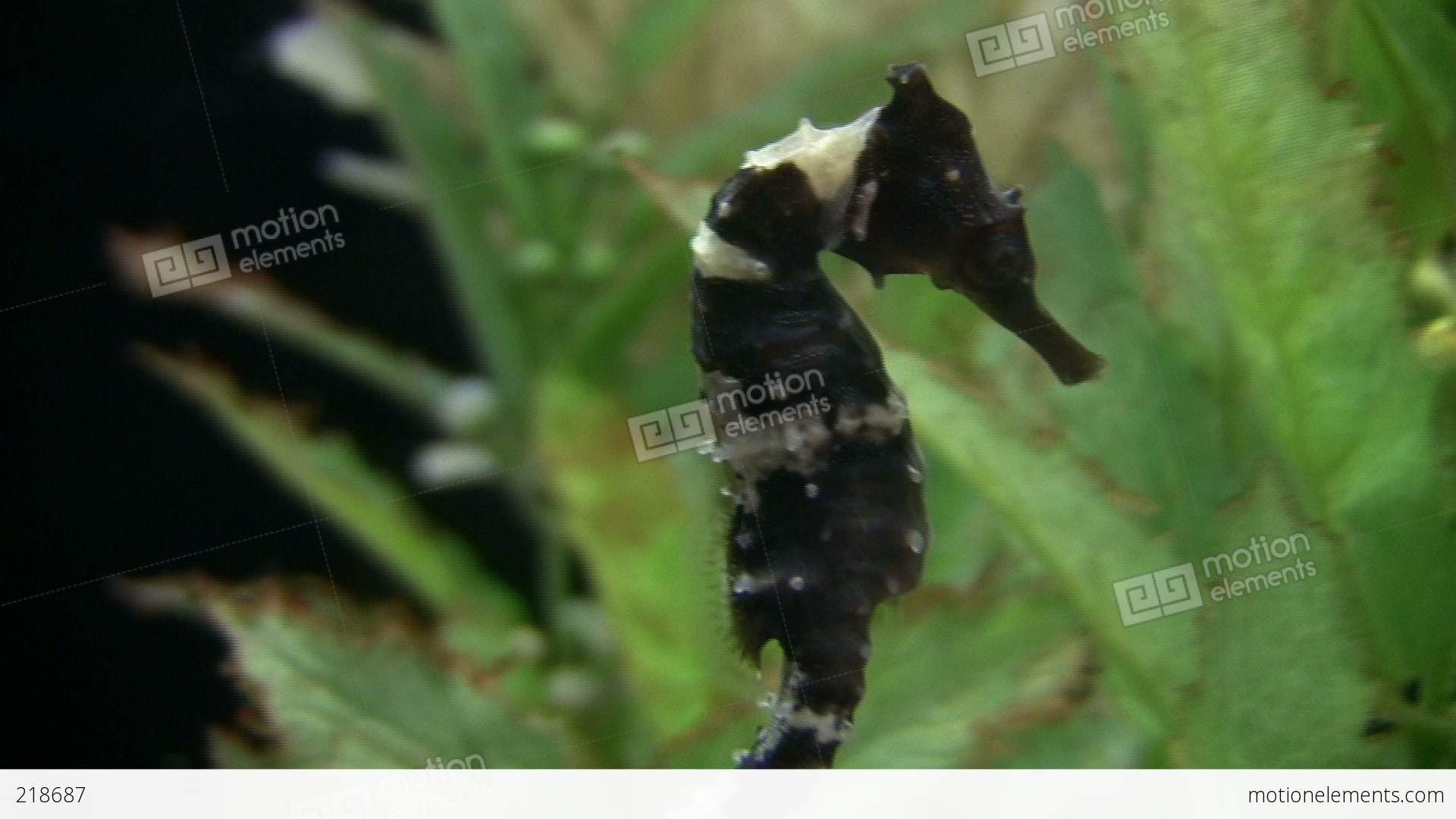 Closeup Of A White's Seahorse Stock video footage | 218687