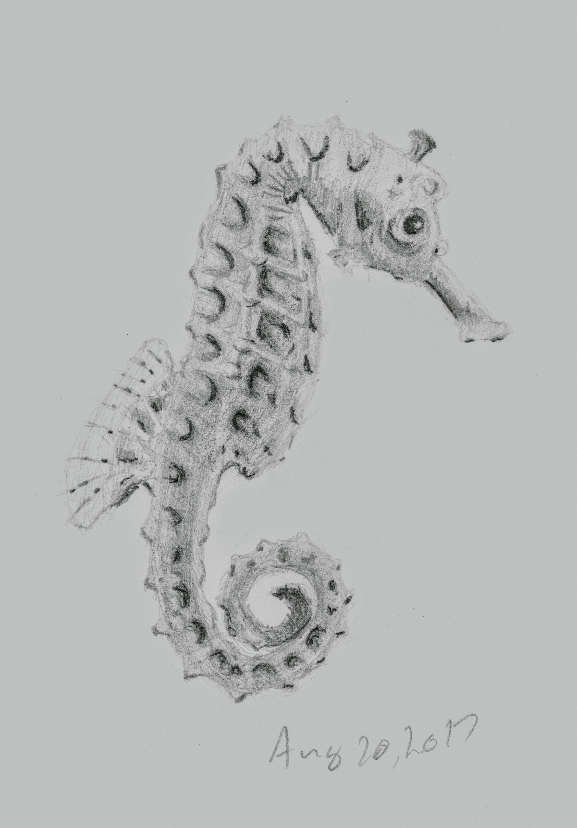 Seahorse Sketch - Album on Imgur