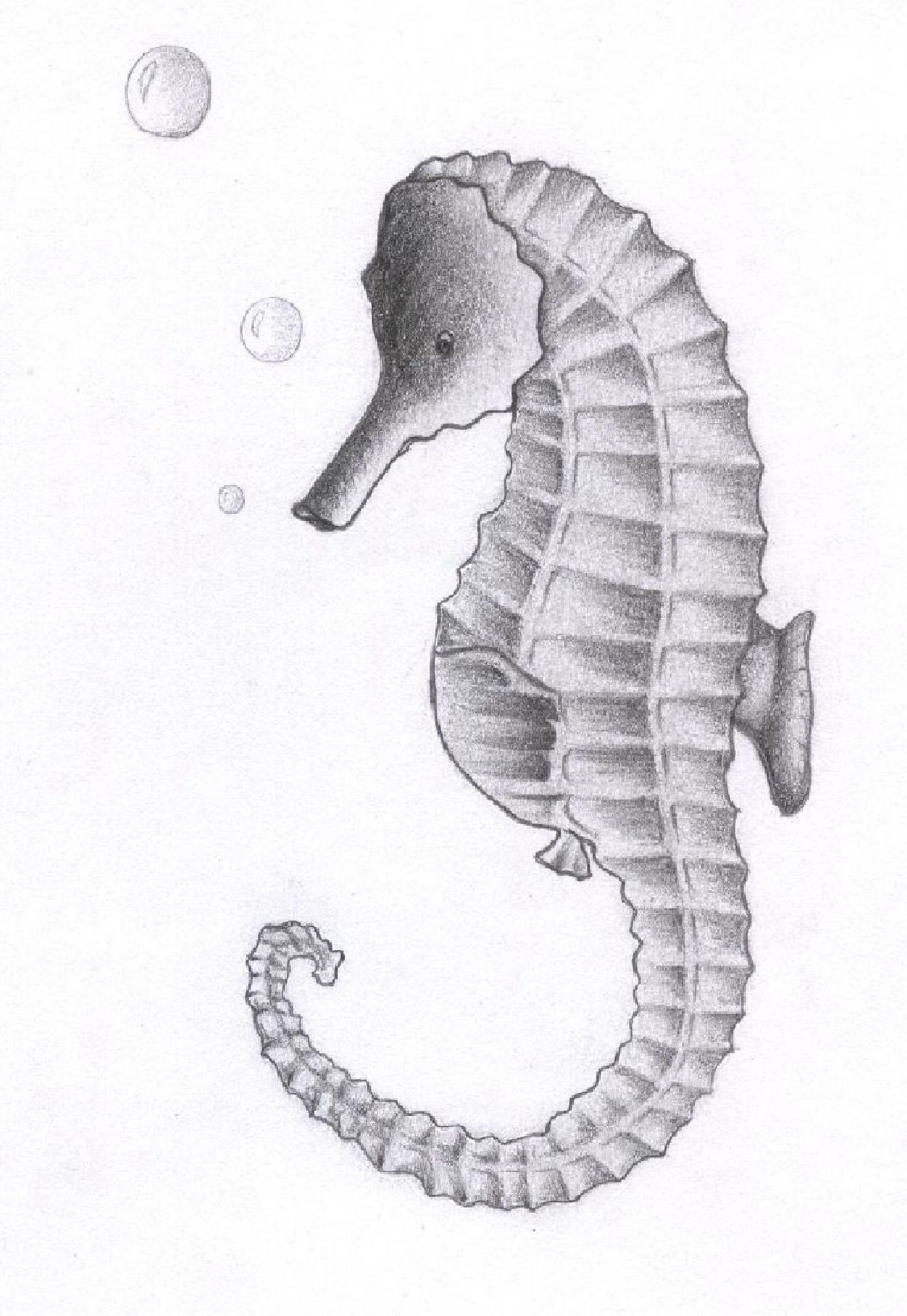 Seahorse sketch photo