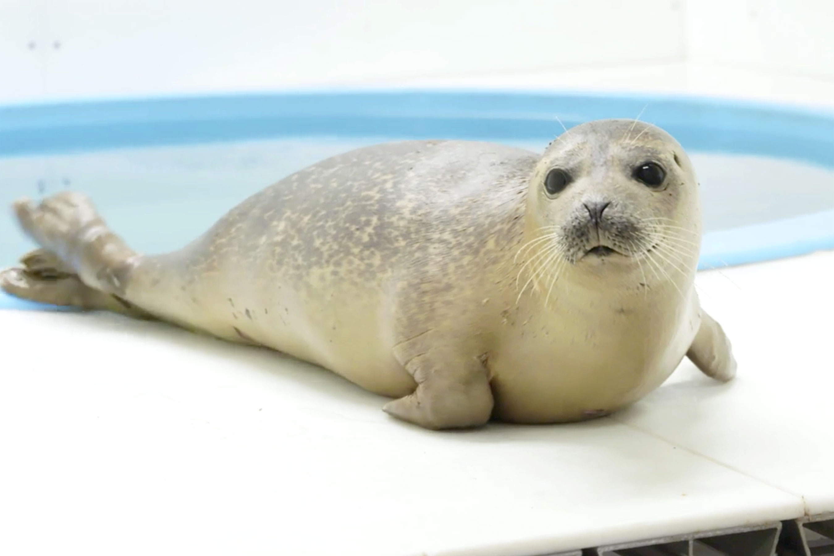 Harbor Seal 'Marmalade' Washes Up on Maryland Beach, National ...