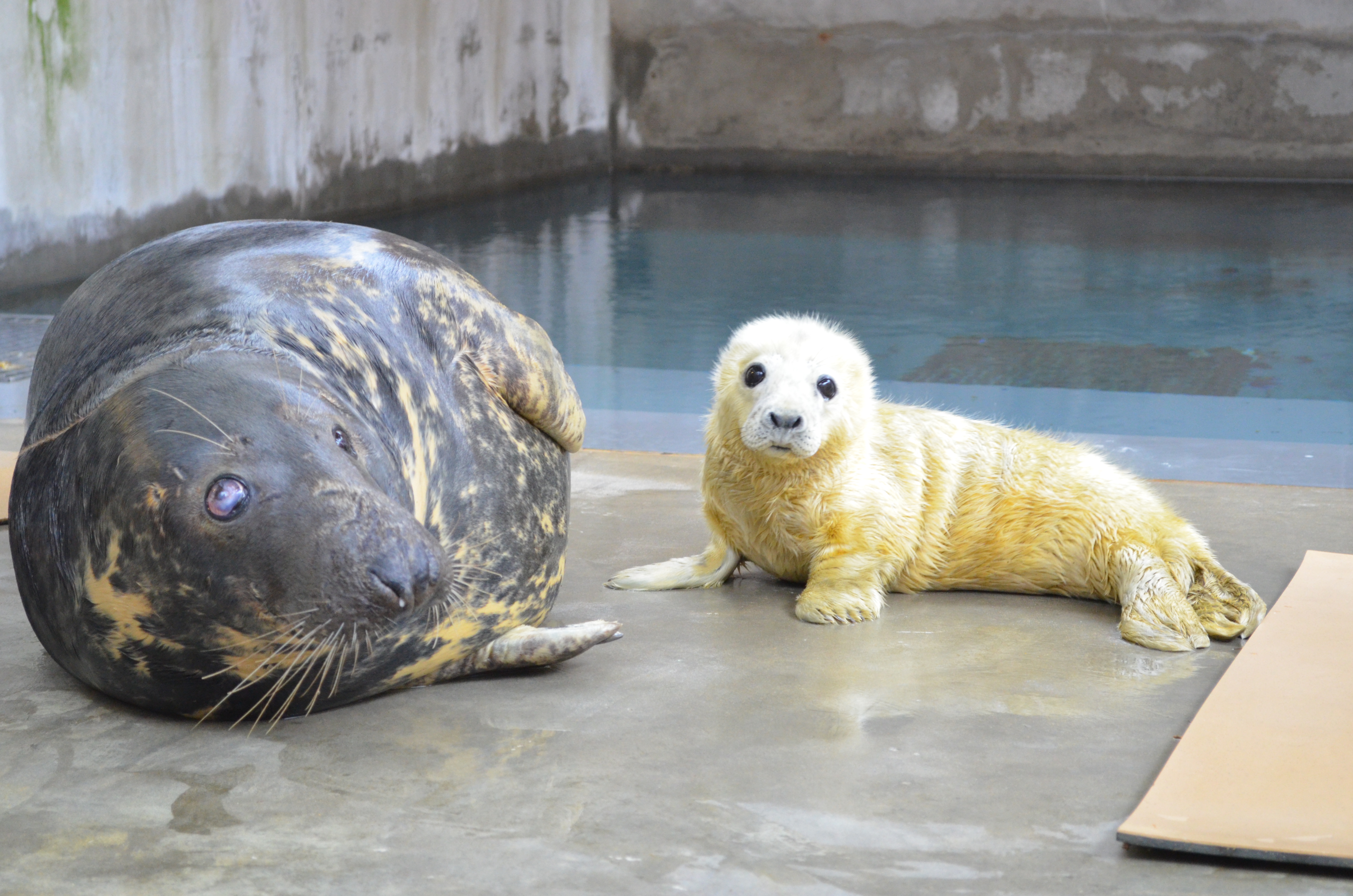 Smithsonian's National Zoo Welcomes New Seal Pup to Gray Seal Colony ...