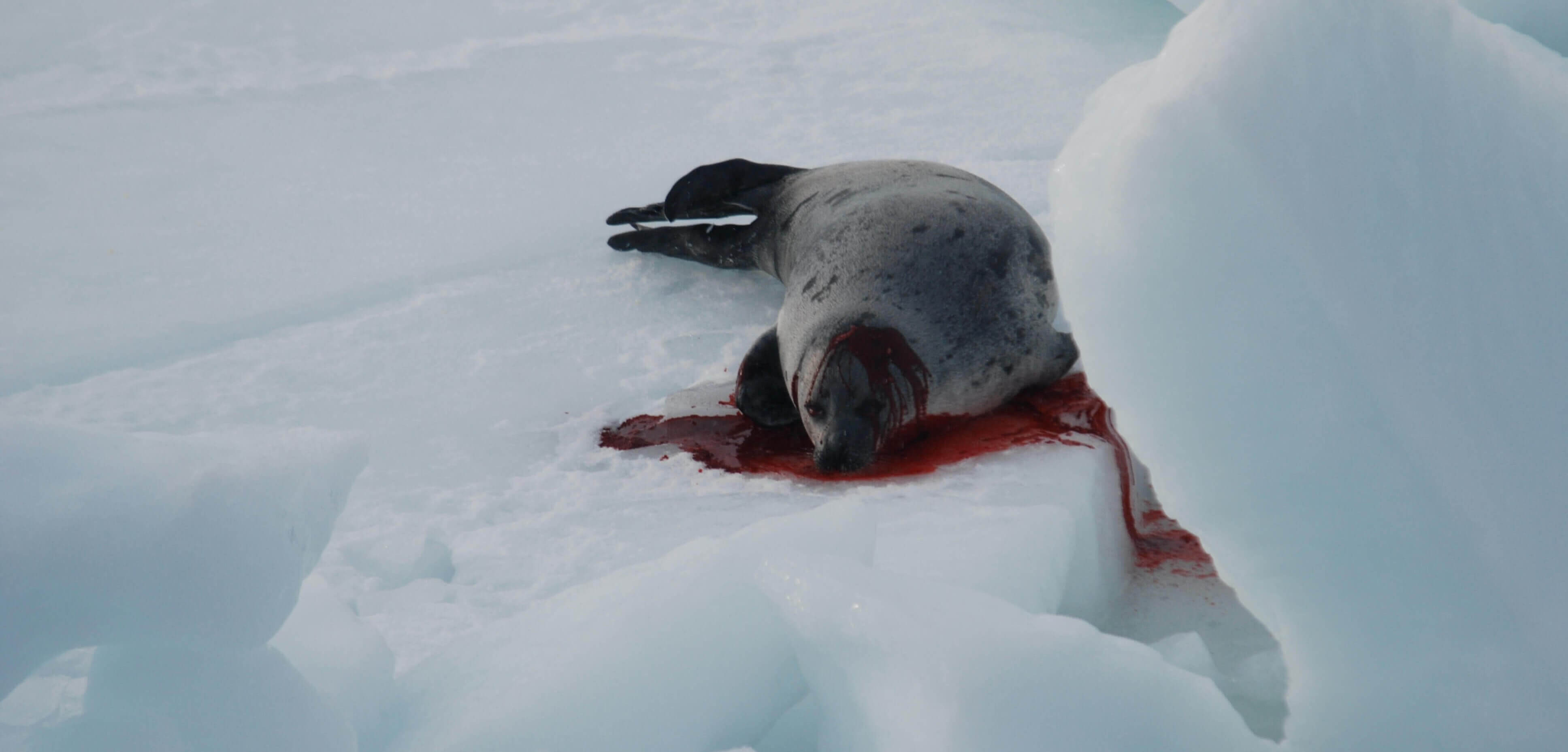 Ask Justin Trudeau to End Canada's Commercial Seal Slaughter ...