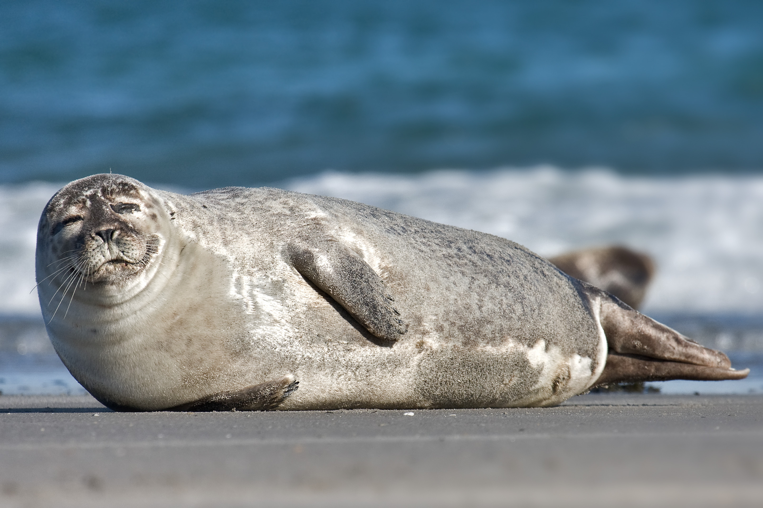 File:Common Seal Phoca vitulina.jpg - Wikimedia Commons