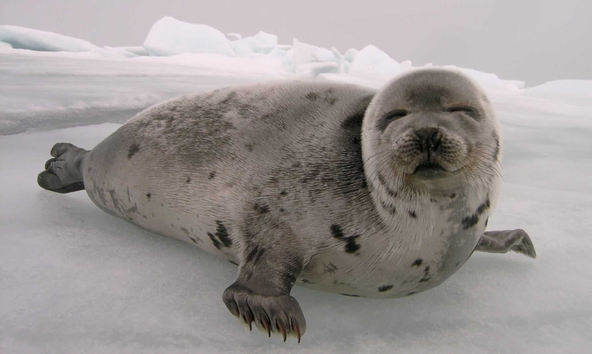 It's Game Over for Norway's Seal Slaughter Industry