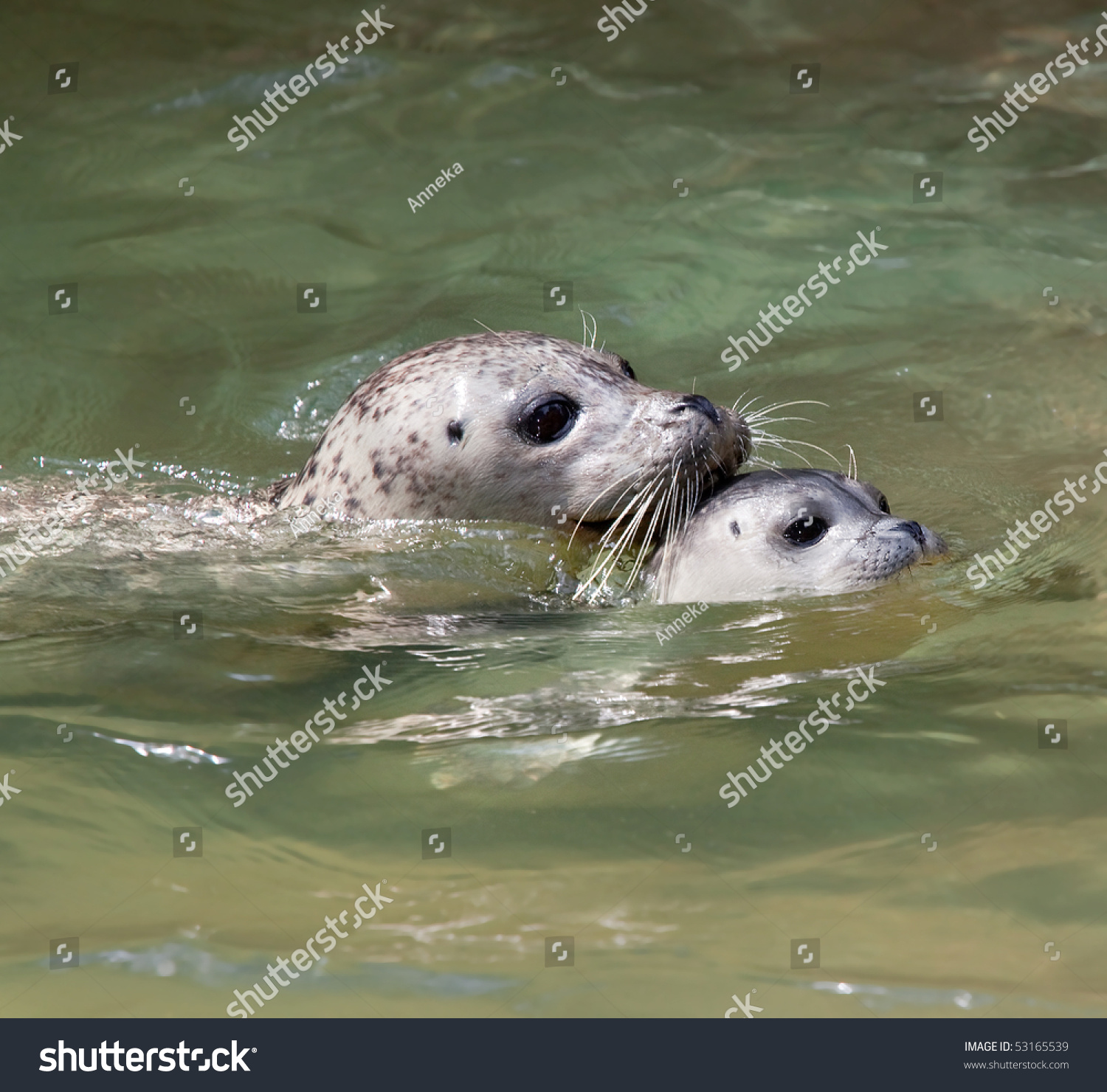 Closeup Mother Baby Seal Swimming Stock Photo (Royalty Free ...