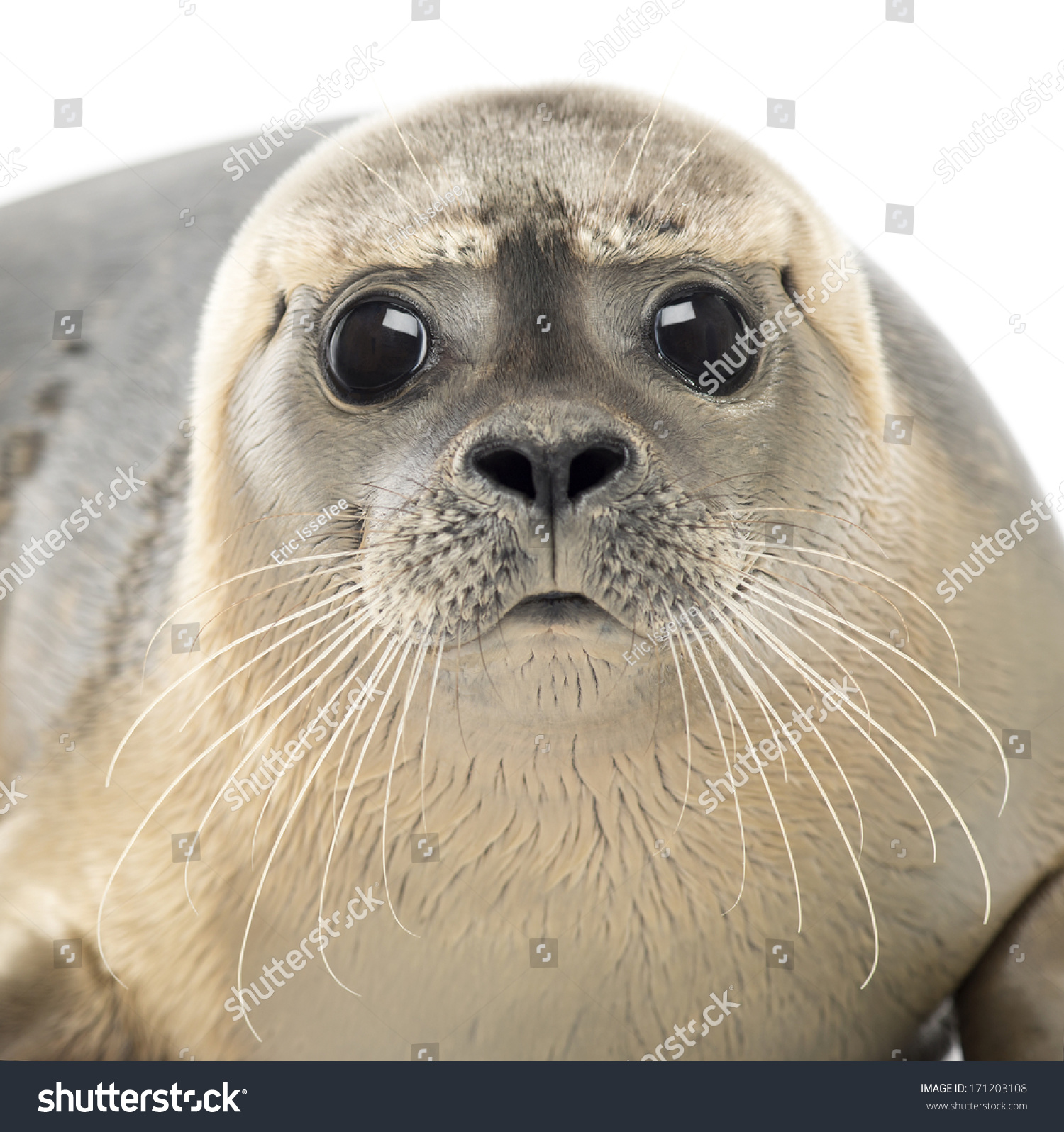 Closeup Common Seal Looking Camera Phoca Stock Photo (Royalty Free ...