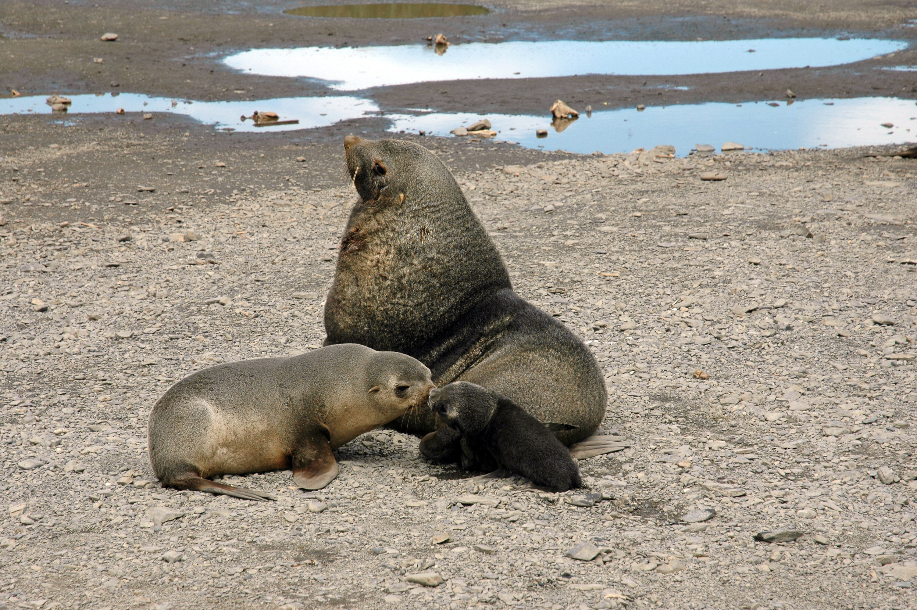 Antarctic fur seals have unique 'scent profile' to recognise their pups