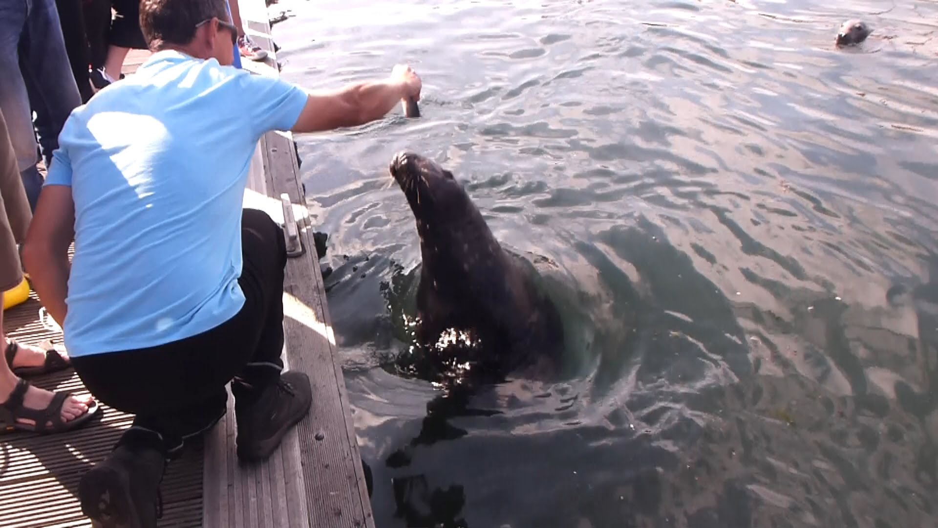 Hand feeding grey seals at Eyemouth harbour - YouTube