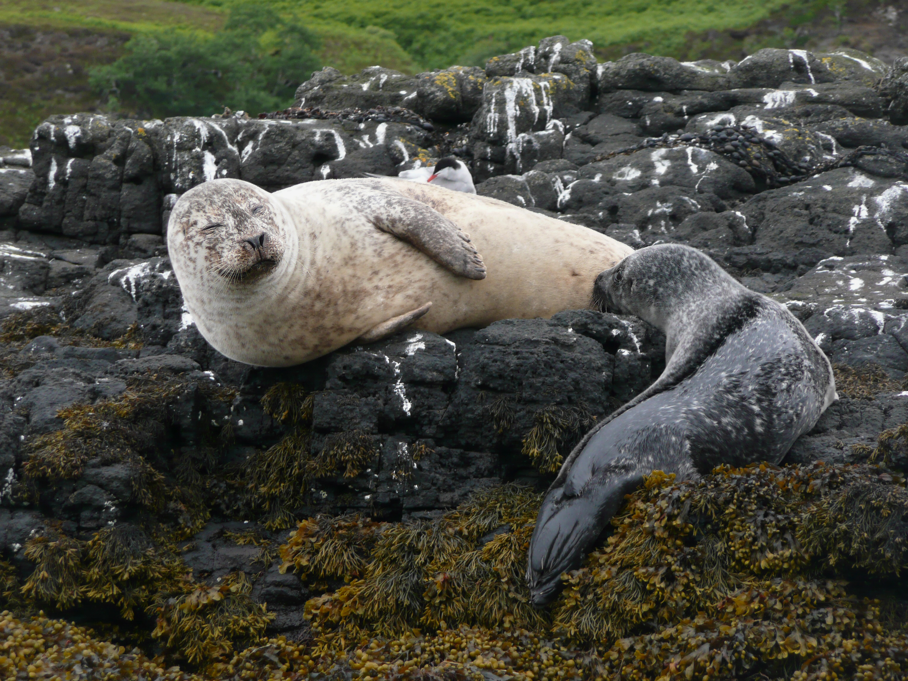 File:Harbour seal breast feeding 1150144.jpg - Wikimedia Commons