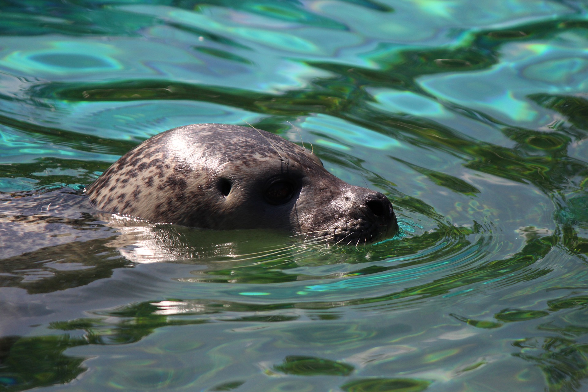 Seal in the ocean photo