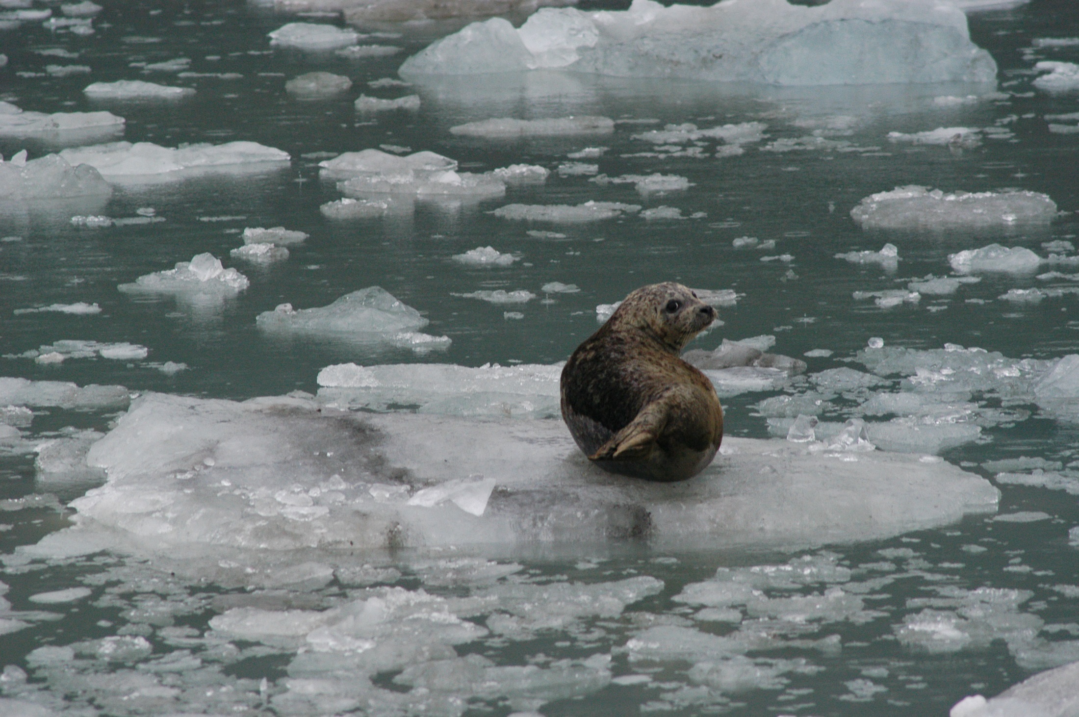 Seal on the ice photo